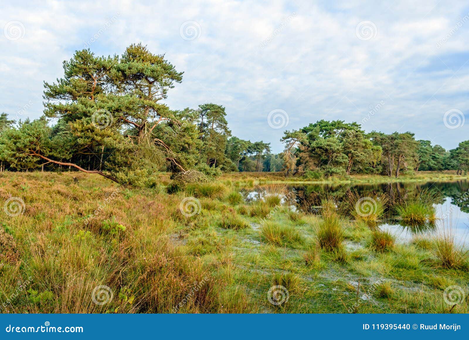 Dutch Natural Reserve in Autumnal Colors Stock Photo - Image of ...