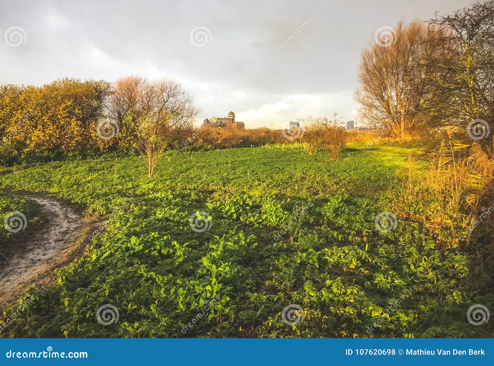 Dutch Nature in Autumn in Amsterdam Stock Photo - Image of fresh, food ...