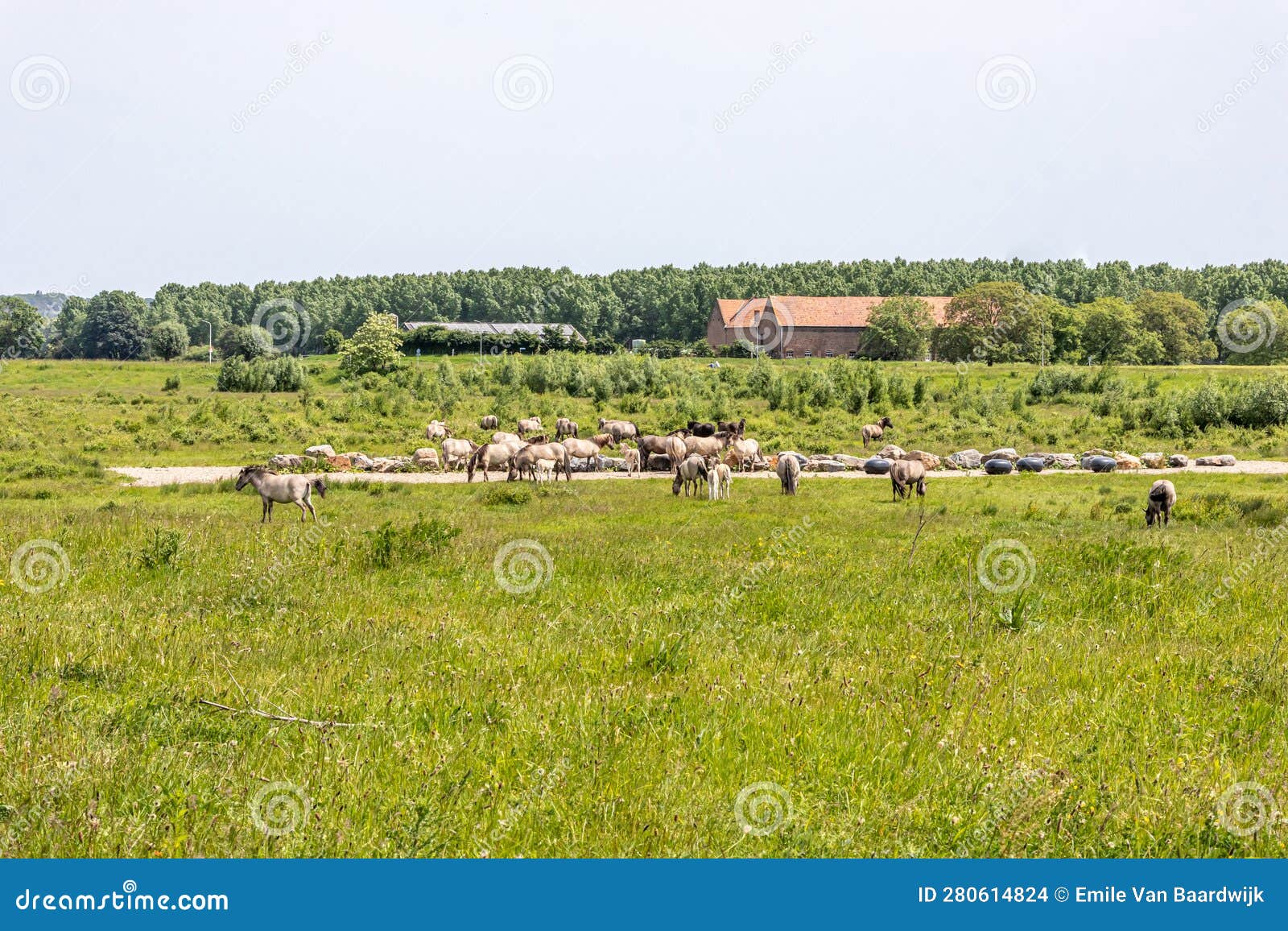 Dutch Nature Reserve Borgharen Maasvallei with Herd of Polish Konik ...
