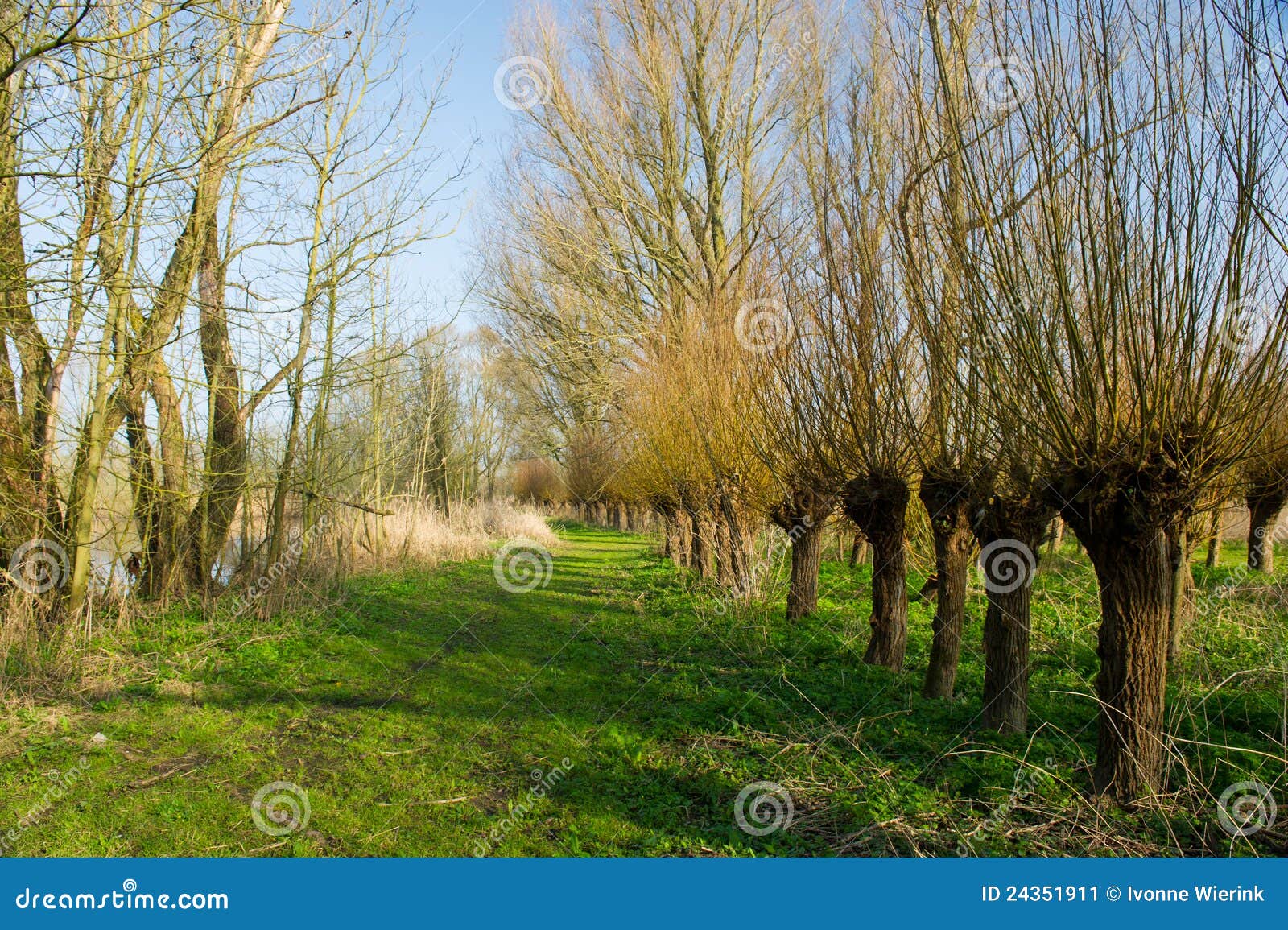 Dutch pollard willows stock image. Image of nature, holland 24351911