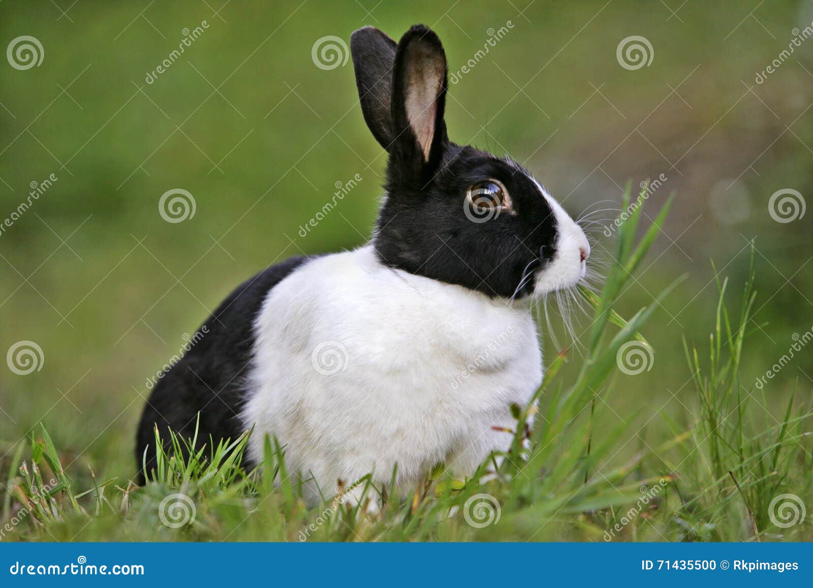 Dutch Rabbit feeding grass stock photo. Image of grass 71435500