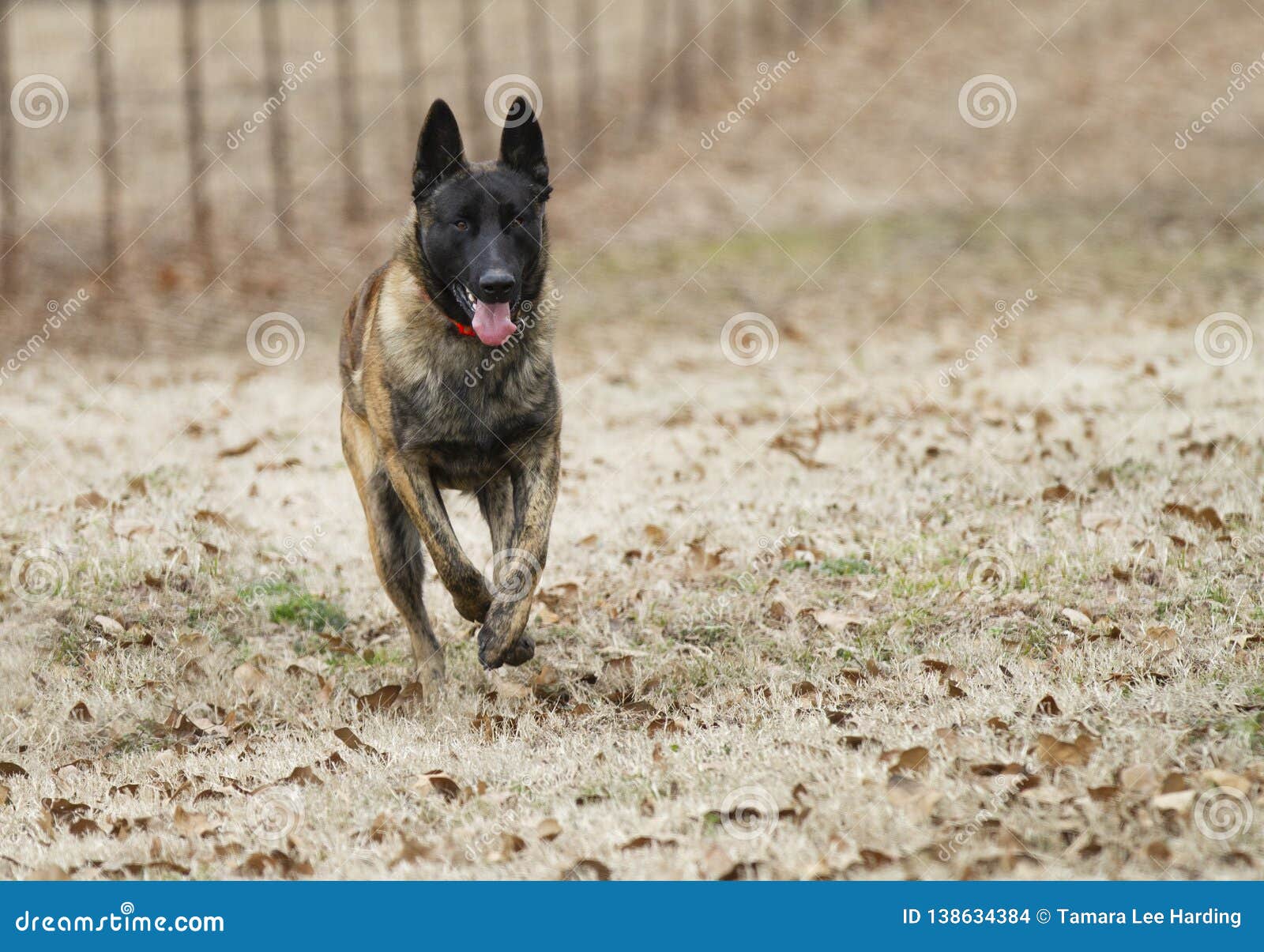 Dutch Shepherd Dog Running Toward The Viewer Stock Photo Image Of Action Teeth 138634384