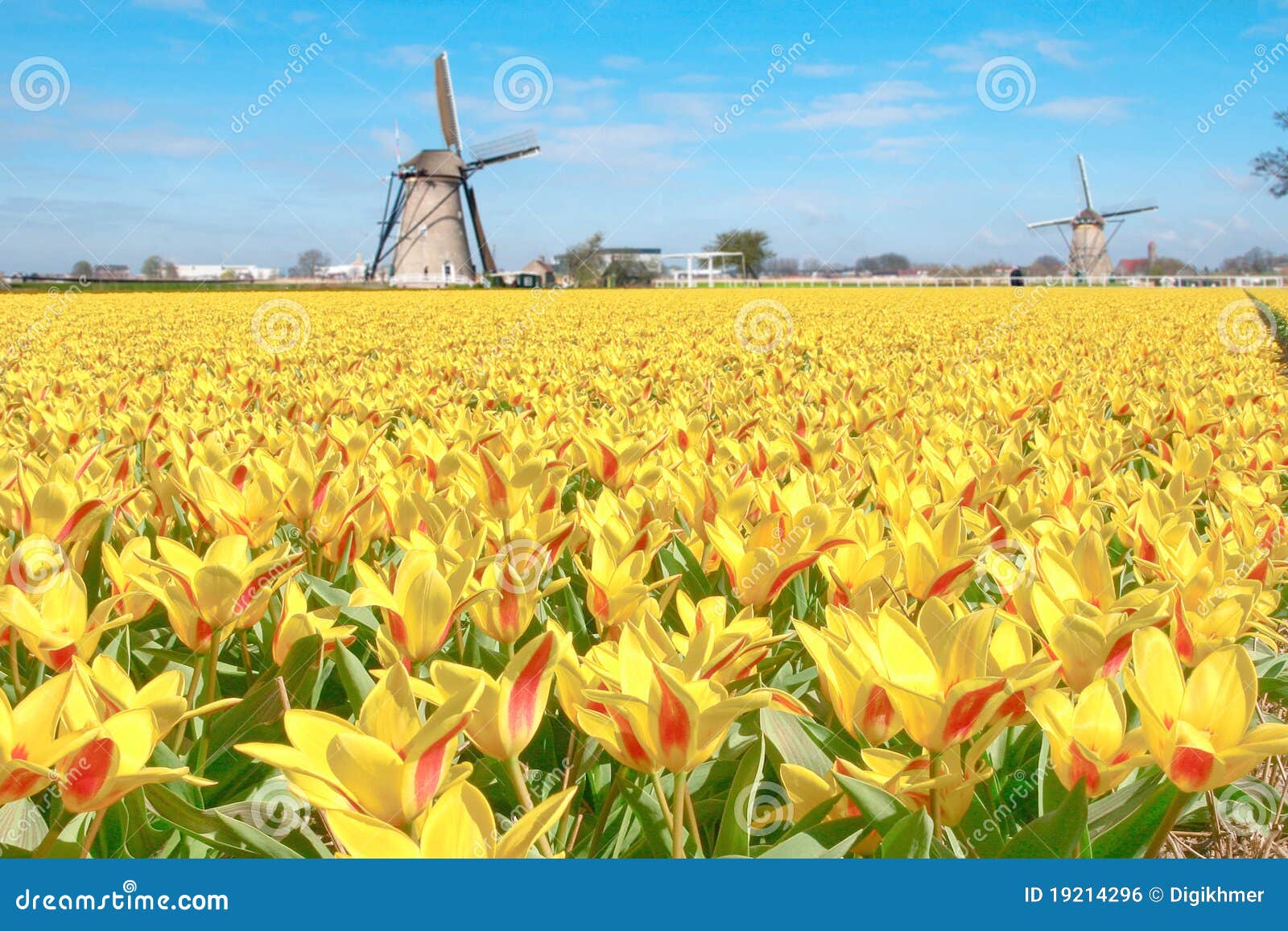 تنويع  - صفحة 14 Dutch-tulip-windmill-landscape-19214296