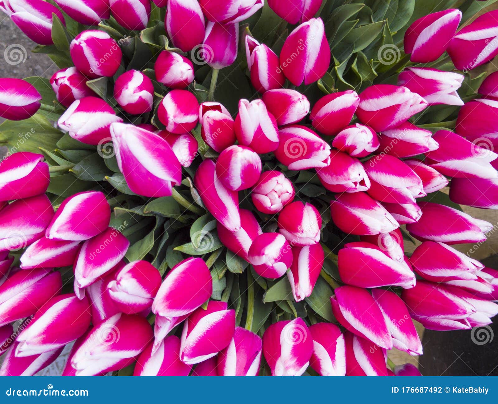 dutch tulips in beautiful bouquet