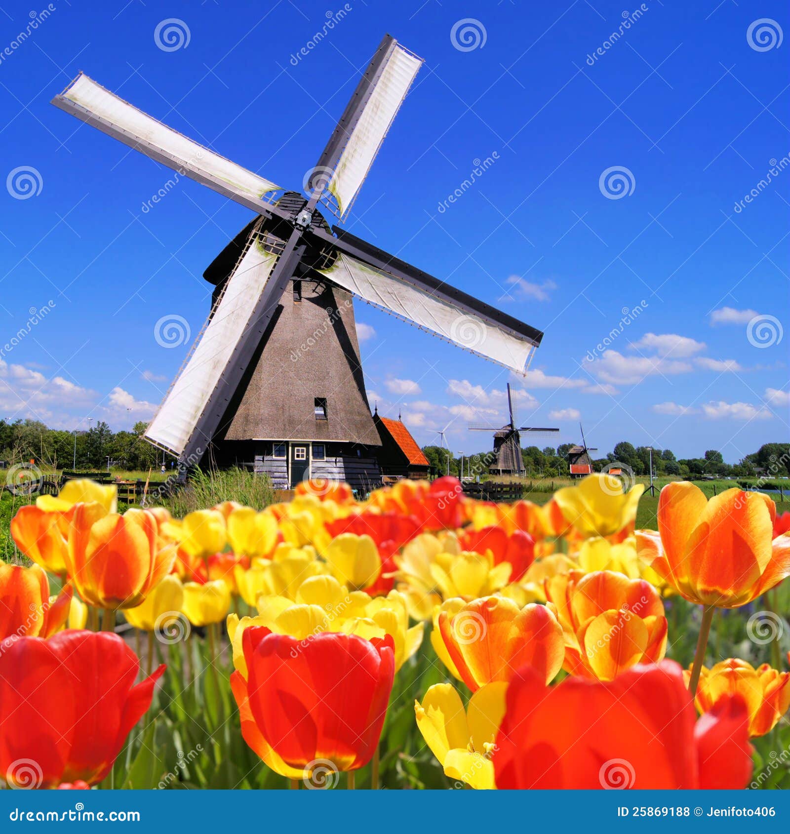 dutch tulips and windmills