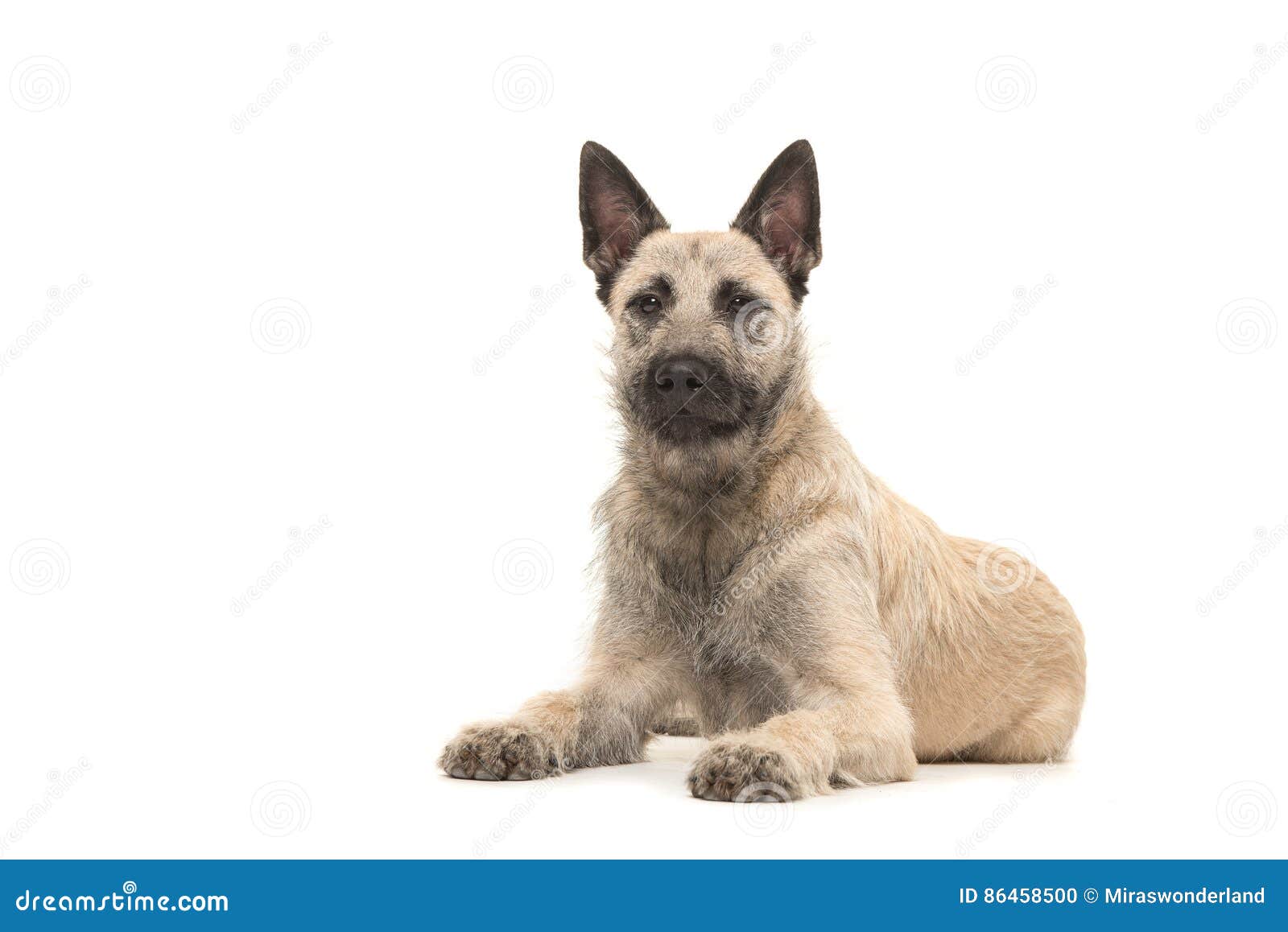 wire haired australian shepherd