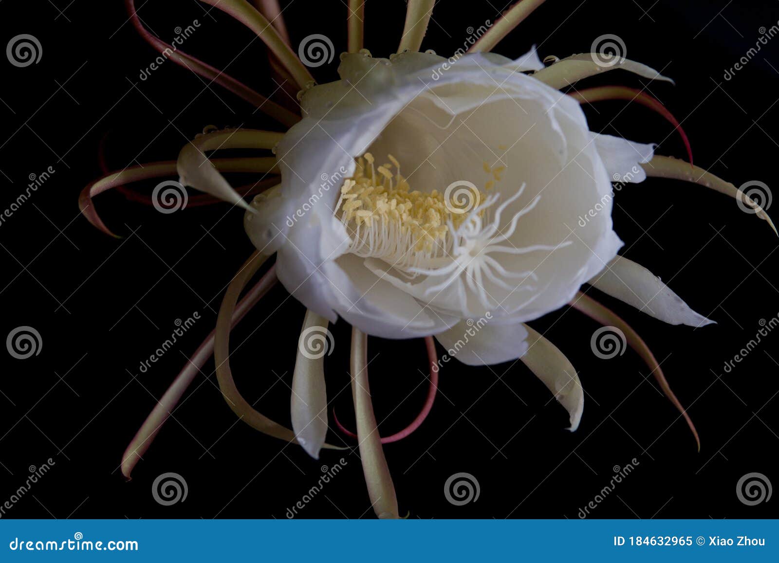 Dutchmans Pipe Cactus Stock Image Image Of Ripe Fall