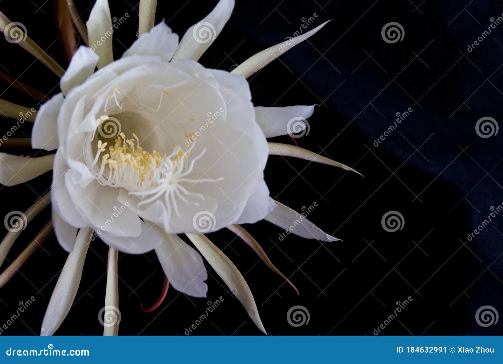 Dutchmans Pipe Cactus Stock Image Image Of Blooming
