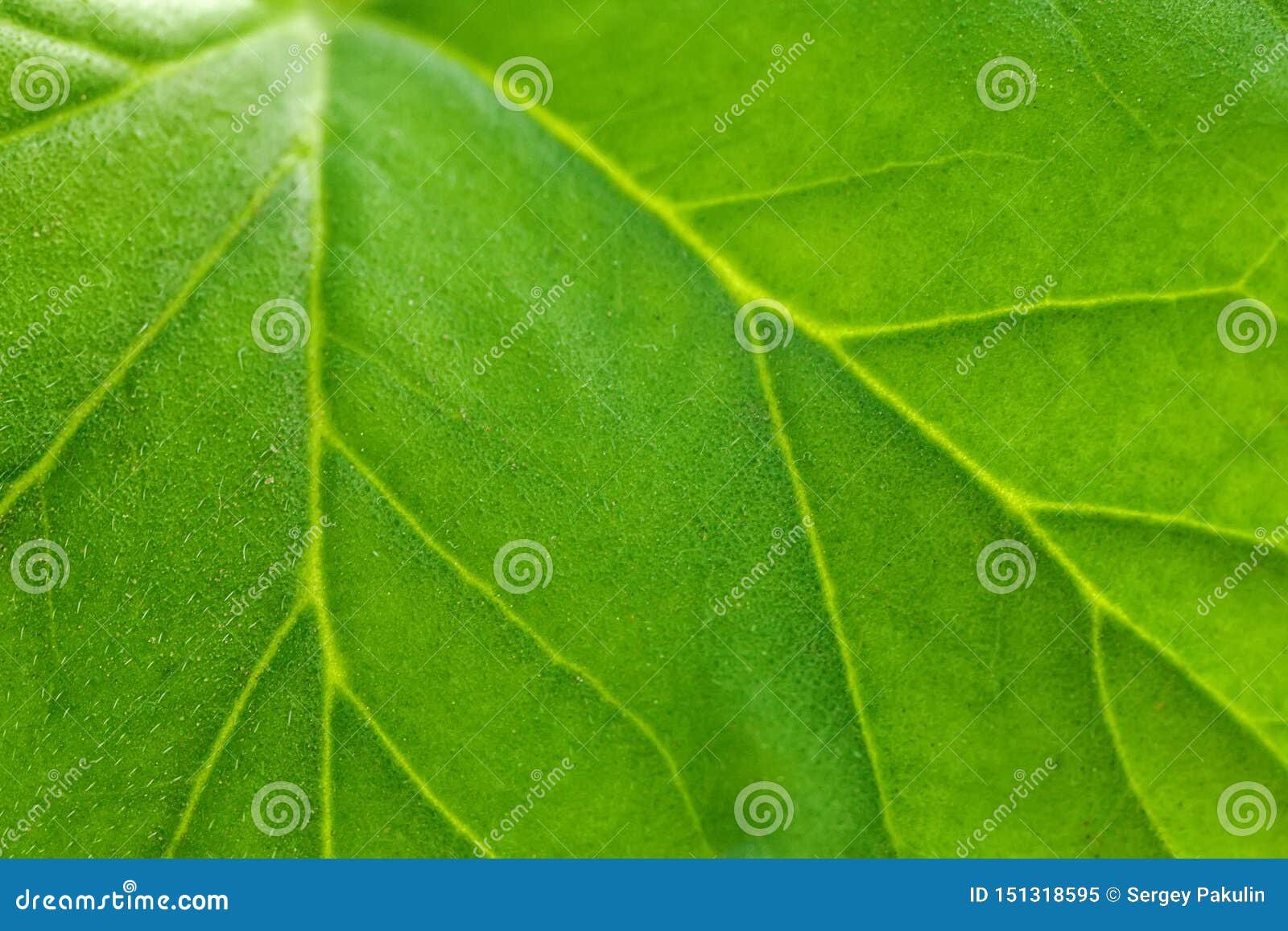 Duży zielony liść roślina zamknięta w górę Smugi, arterie i struktura roślina światło,
