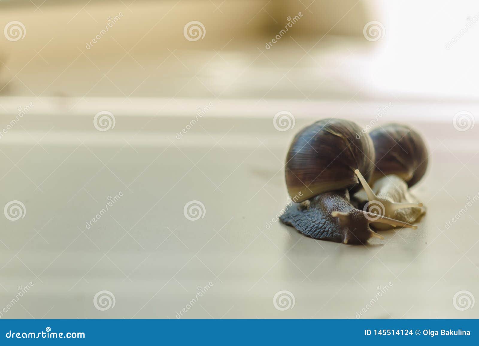 Dwa Achatina ?limaczka na lekkim tle Ekstremum w g. Two Achatina snails on the light background. Extreme close up macro photography. Healing mucus. Anti-aging slime. Soft Bokeh. Creative Natural Wallpaper. Selective fokus. Copy cpace