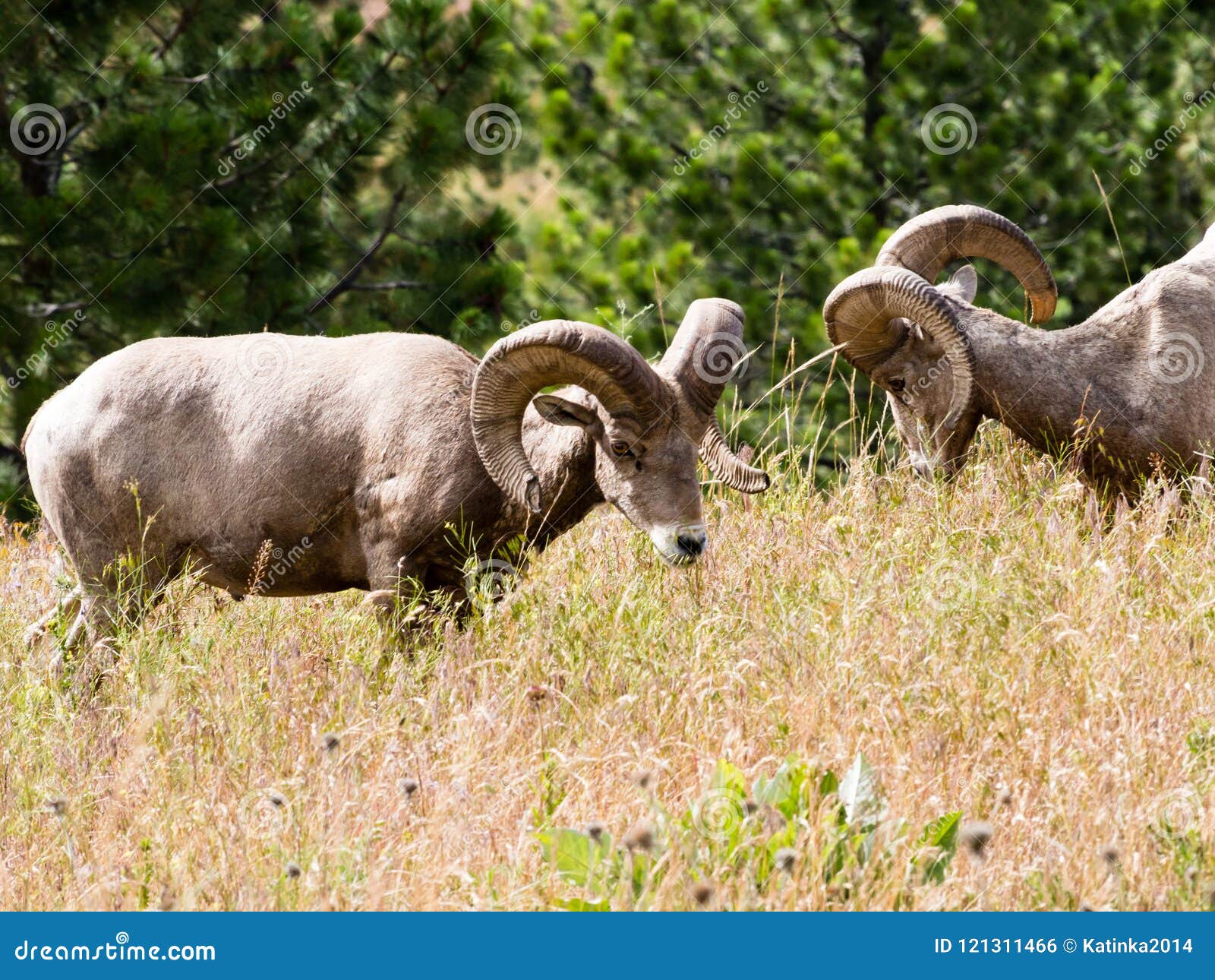 Dwa bighorn cakli Amerykański pasanie na łące w Montana, usa