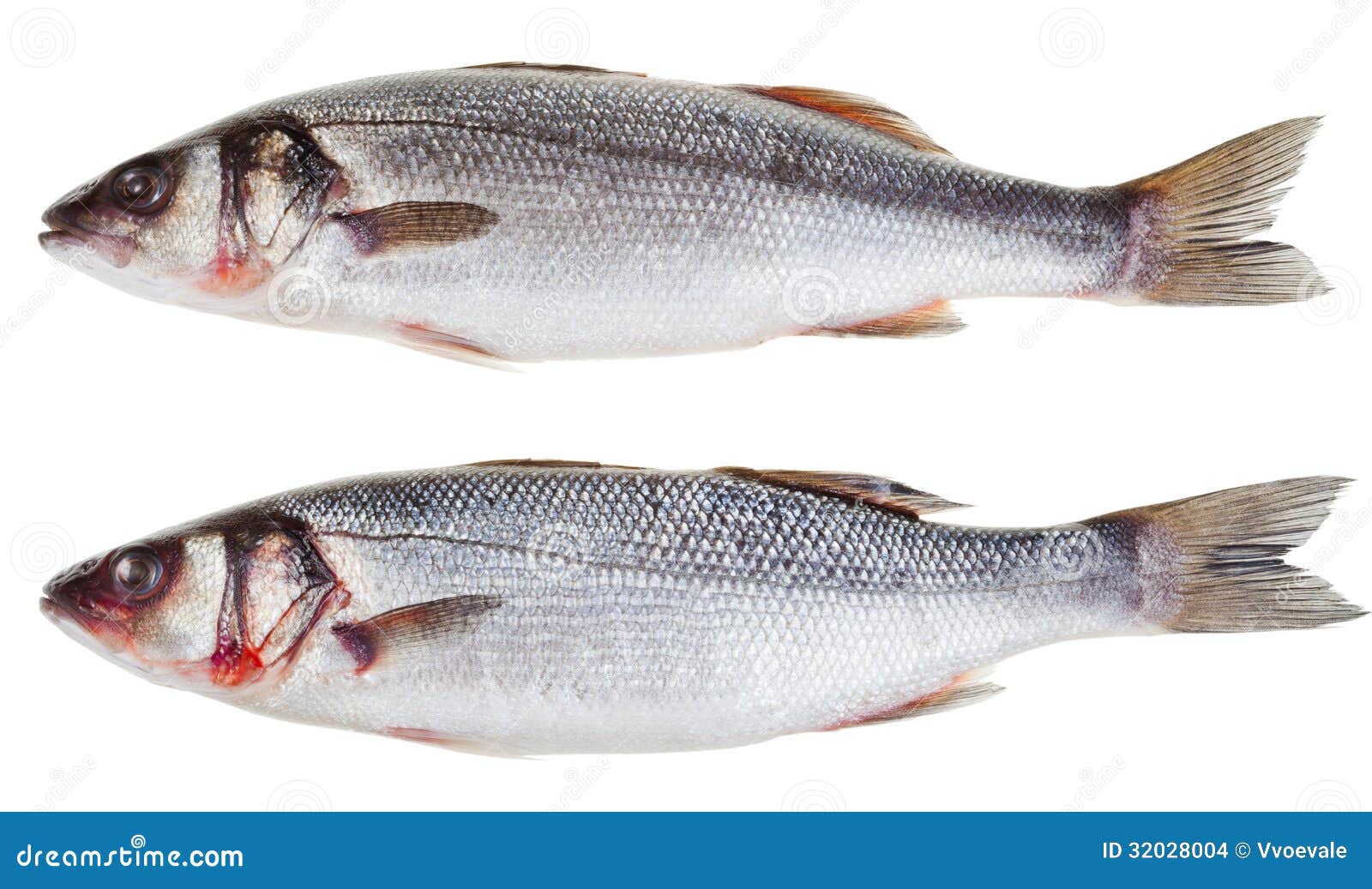 Dwa surowej seabass ryba zdjęcie stock. Obraz złożonej z surowy 32028004