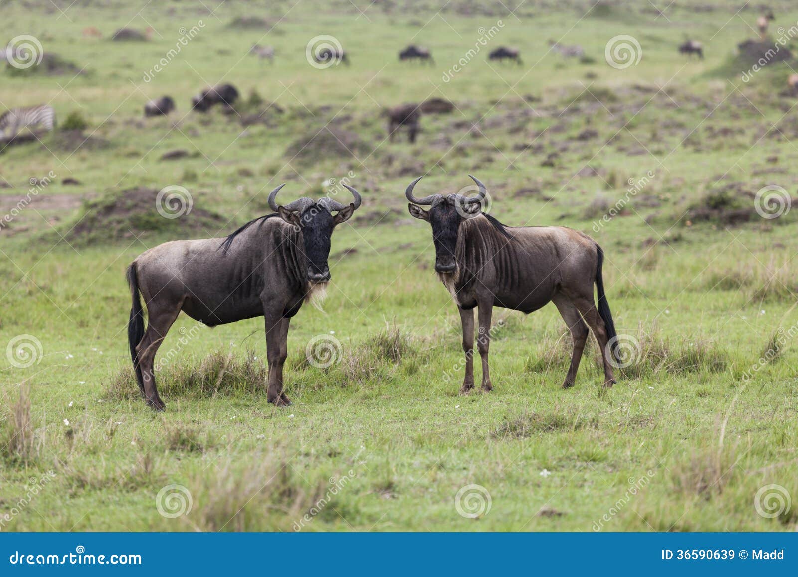 Dwa wildebeests w Maasai Mara Krajowej rezerwie, Kenja, Środkowy wschodni Afryka
