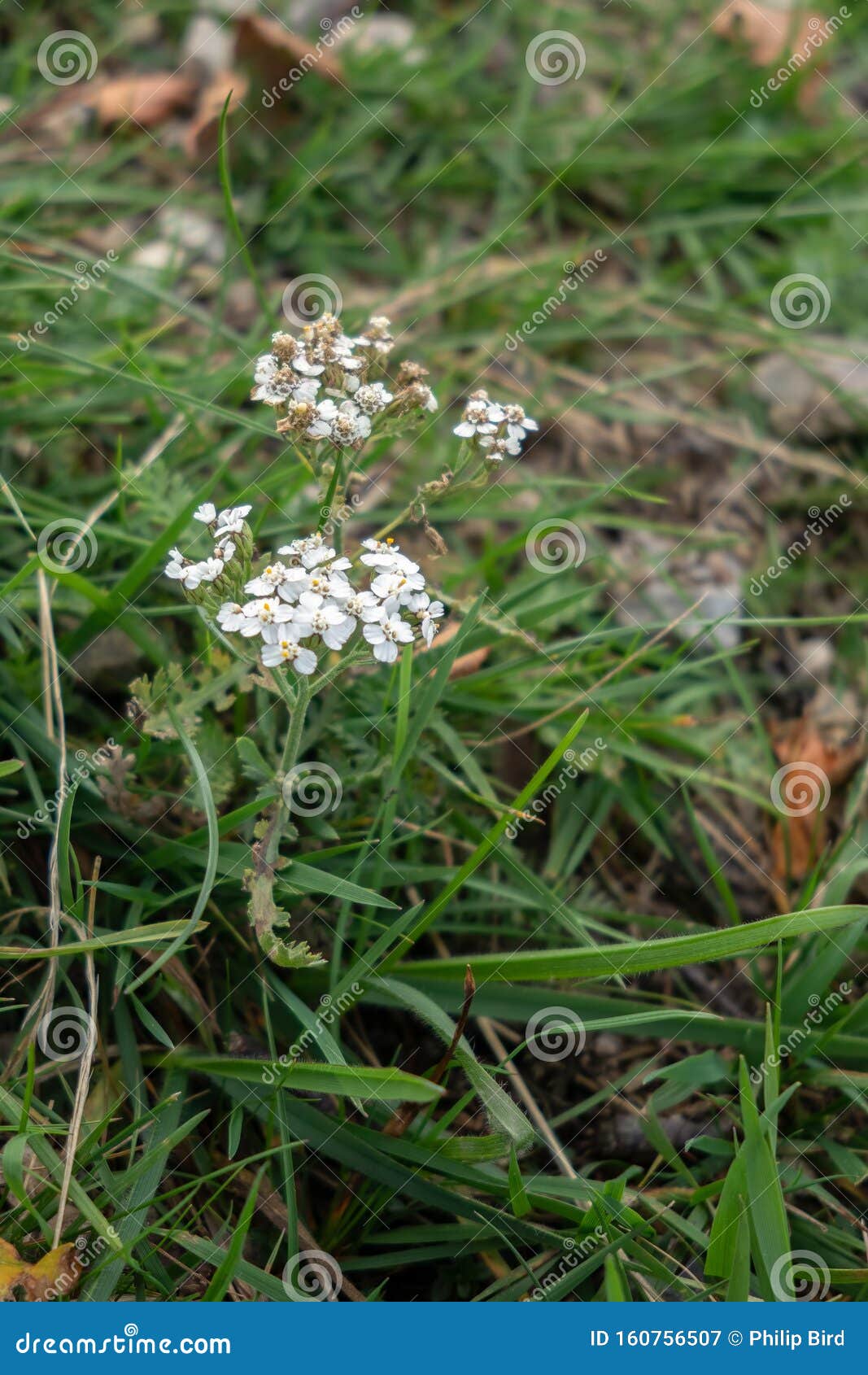 Fresh shepherd's purse plant with a bottle of herbal tincture in the  background Stock Photo - Alamy