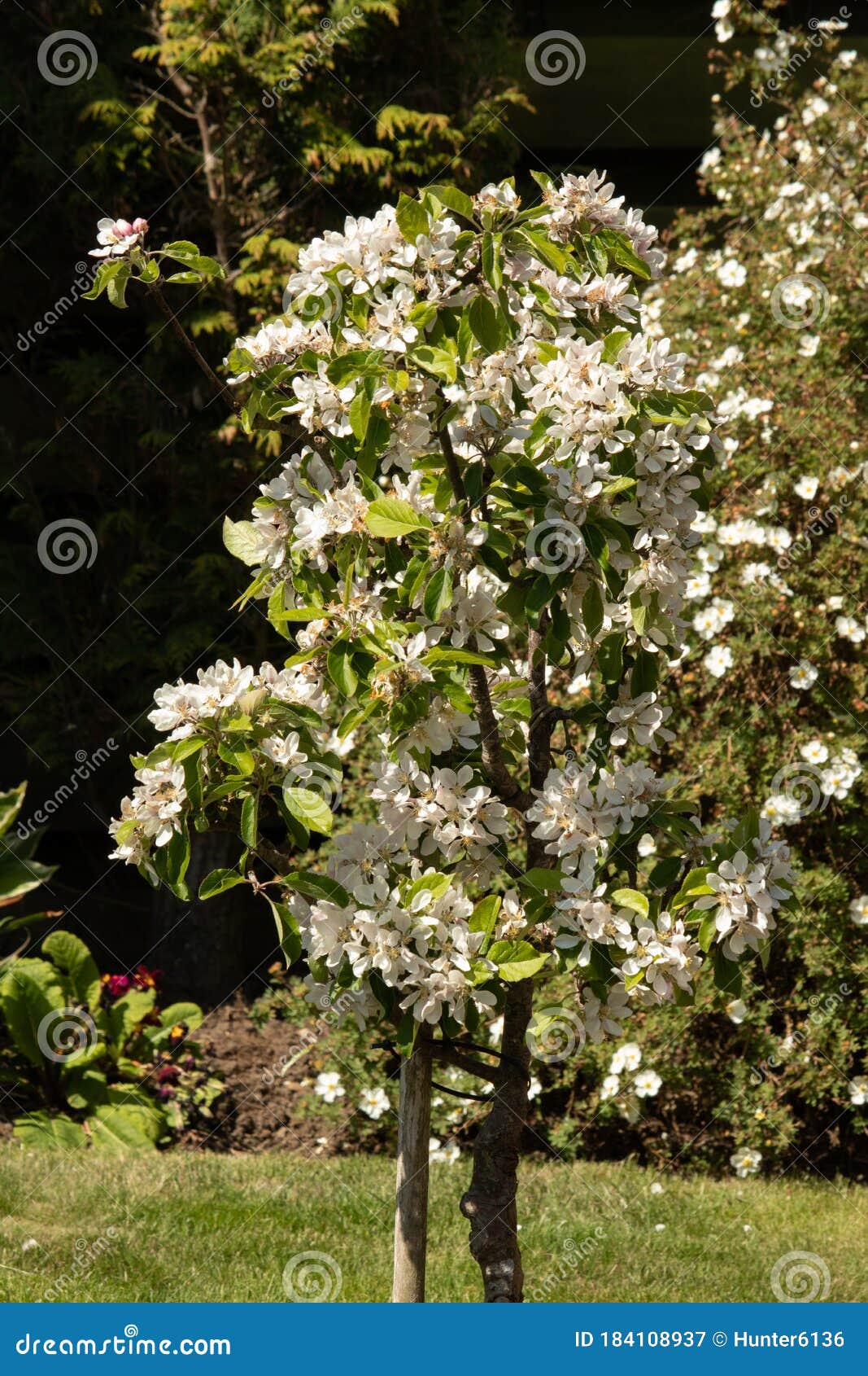 Blossoming Dwarf Flowering Quince In The Garden Stock Photography