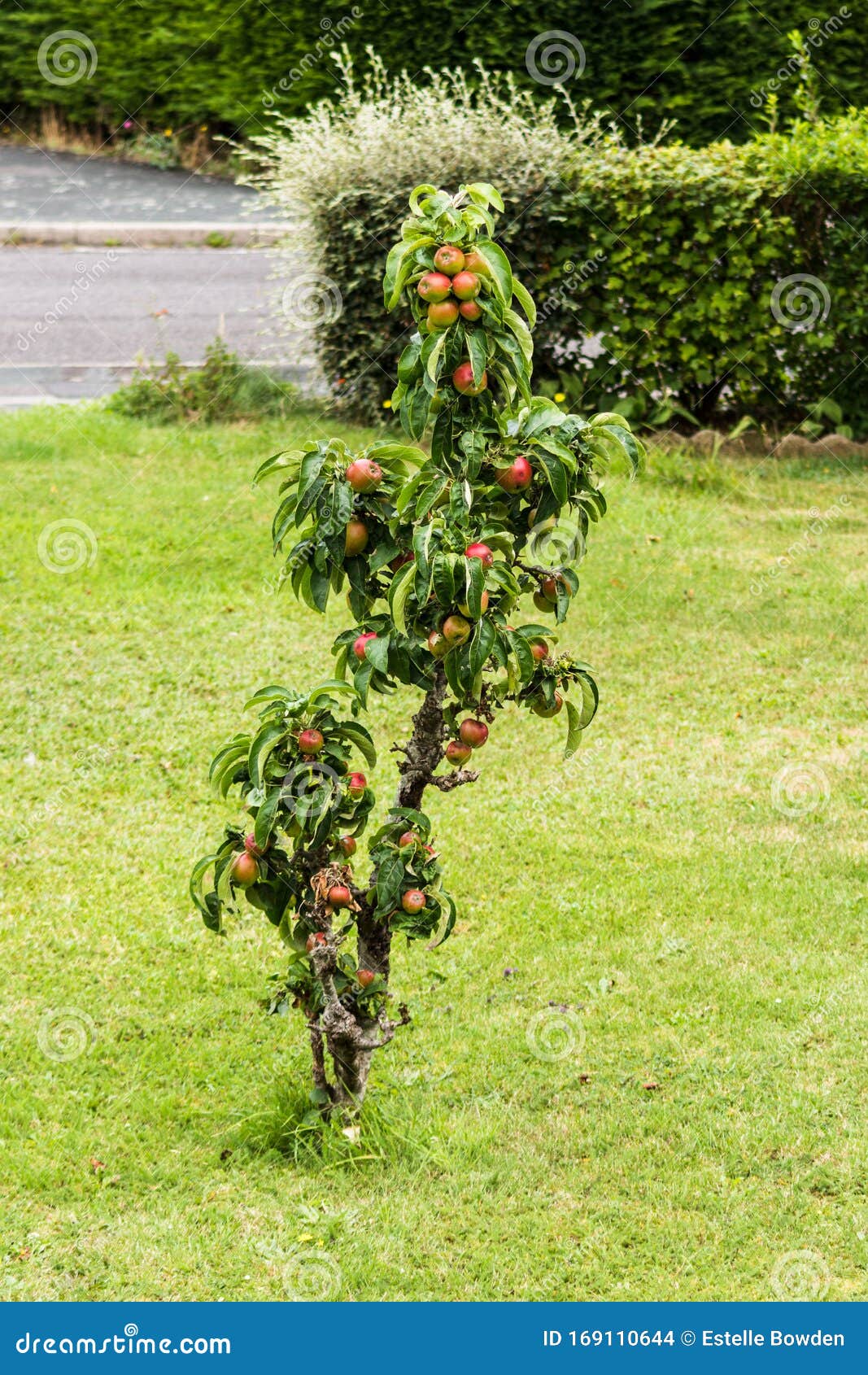 dwarf apple tree in a lawn