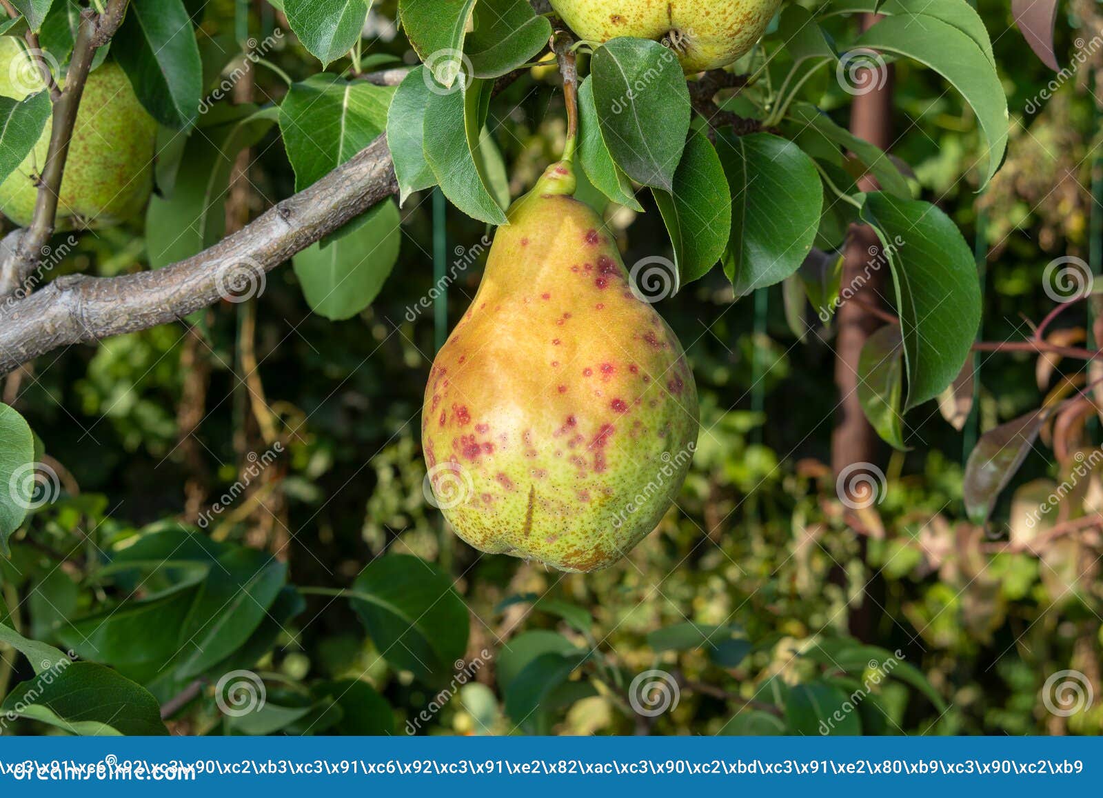 Dwarf Apple Tree On A Trellis With Fruits In An Industrial Farm