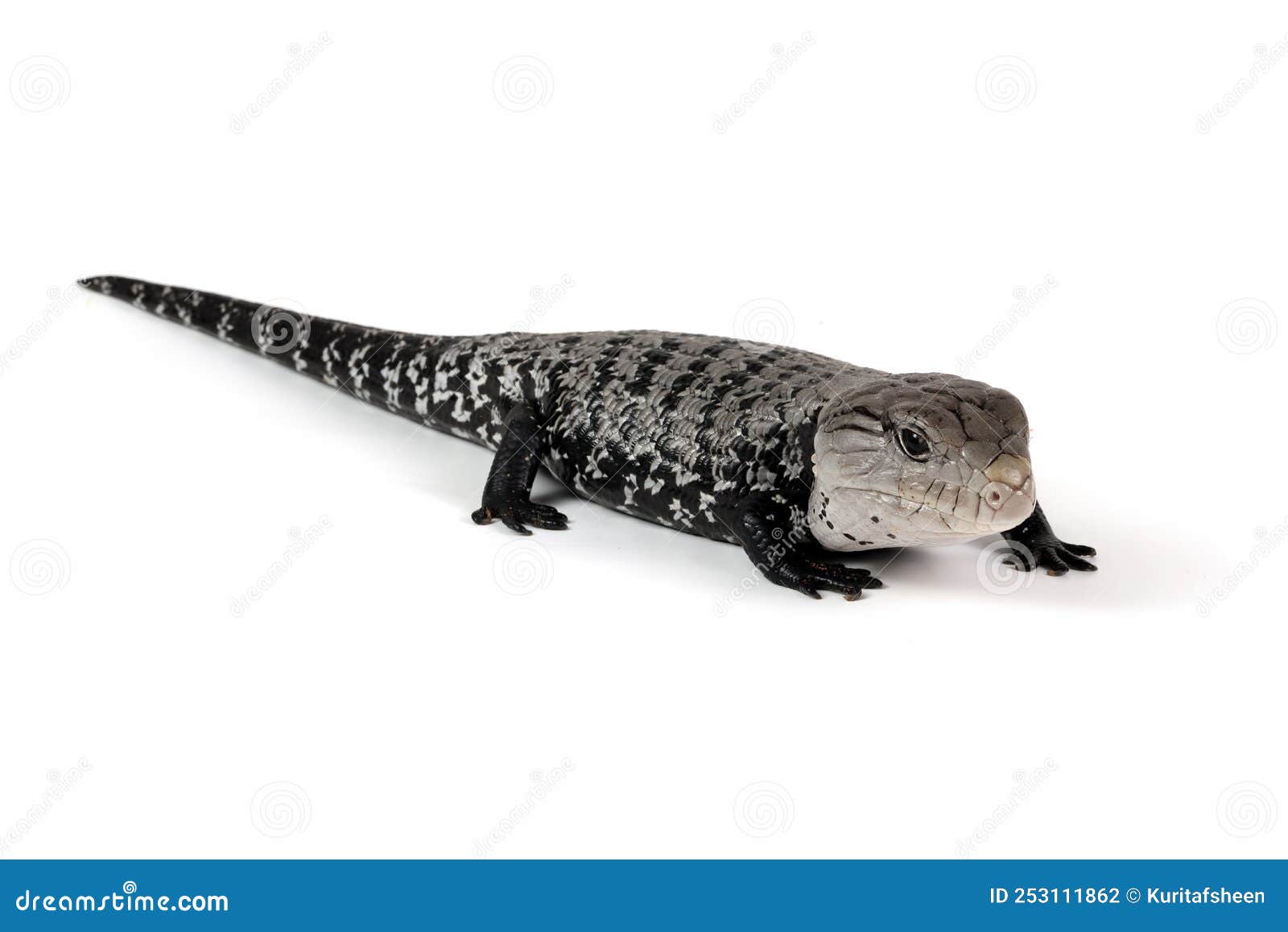 dwarf axanthic blue tongue skink closeup