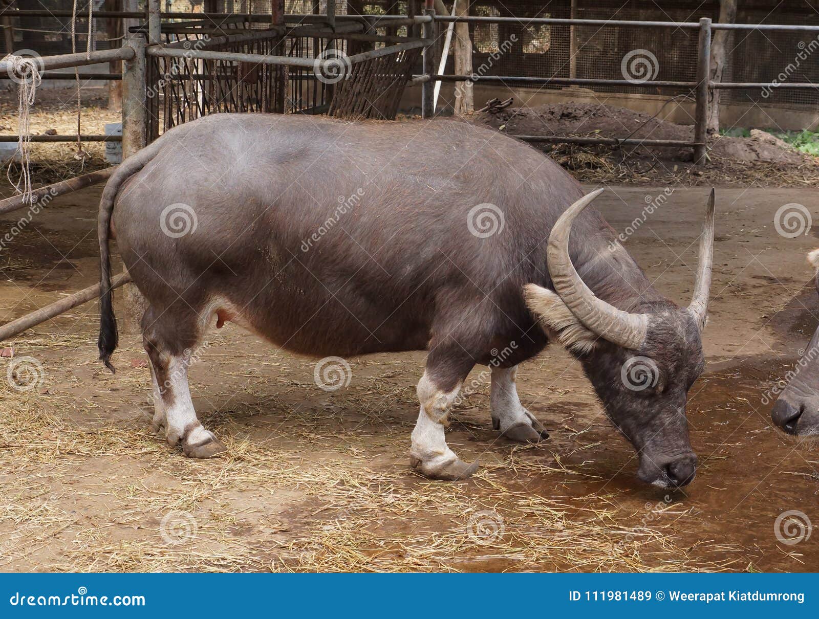 Colonial ekspedition Fugtig Dwarf buffalo stock image. Image of northeast, asia - 111981489
