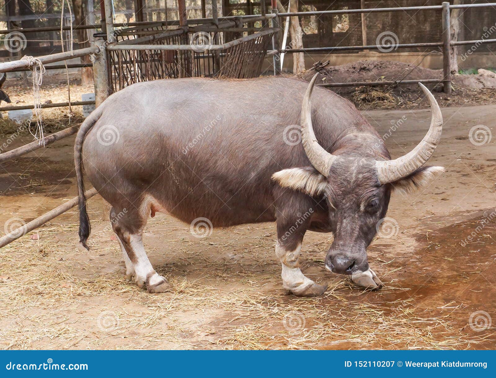 grafisk salon spray Dwarf buffalo stock image. Image of water, animal, strength - 152110207