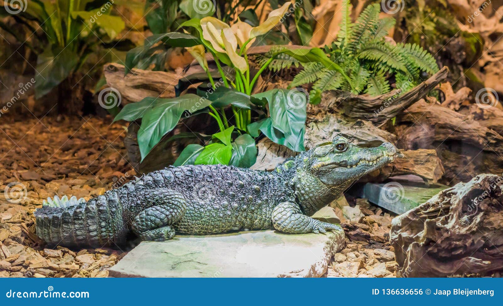 dwarf caiman crocodile laying on a stone, tropical reptile from america