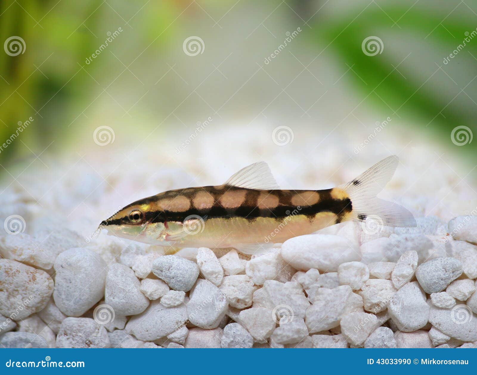 Dwarf Chain Loach Catfish Jaguar Loach Yasuhikotakia Sidthimunki Stock  Photo - Image of home, black: 43033990