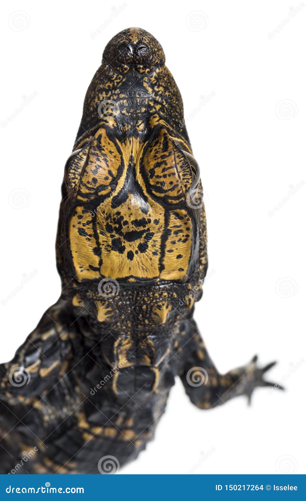 dwarf crocodile against white background