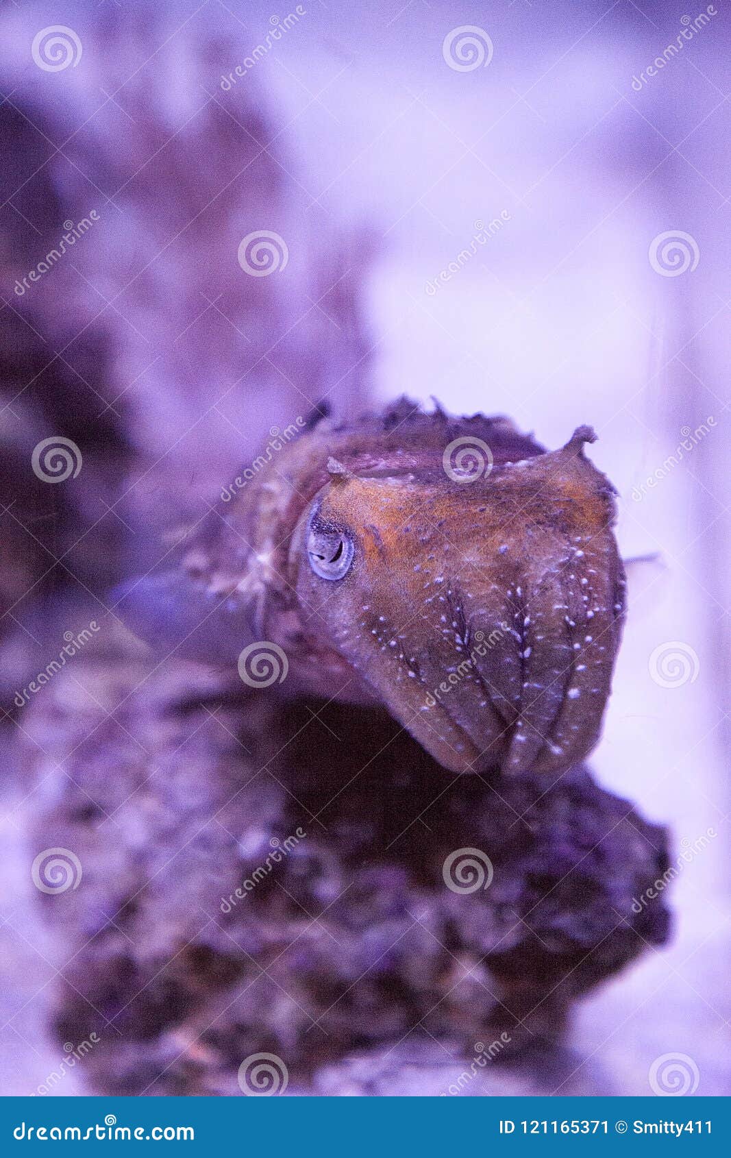 dwarf cuttlefish sepia bandensis