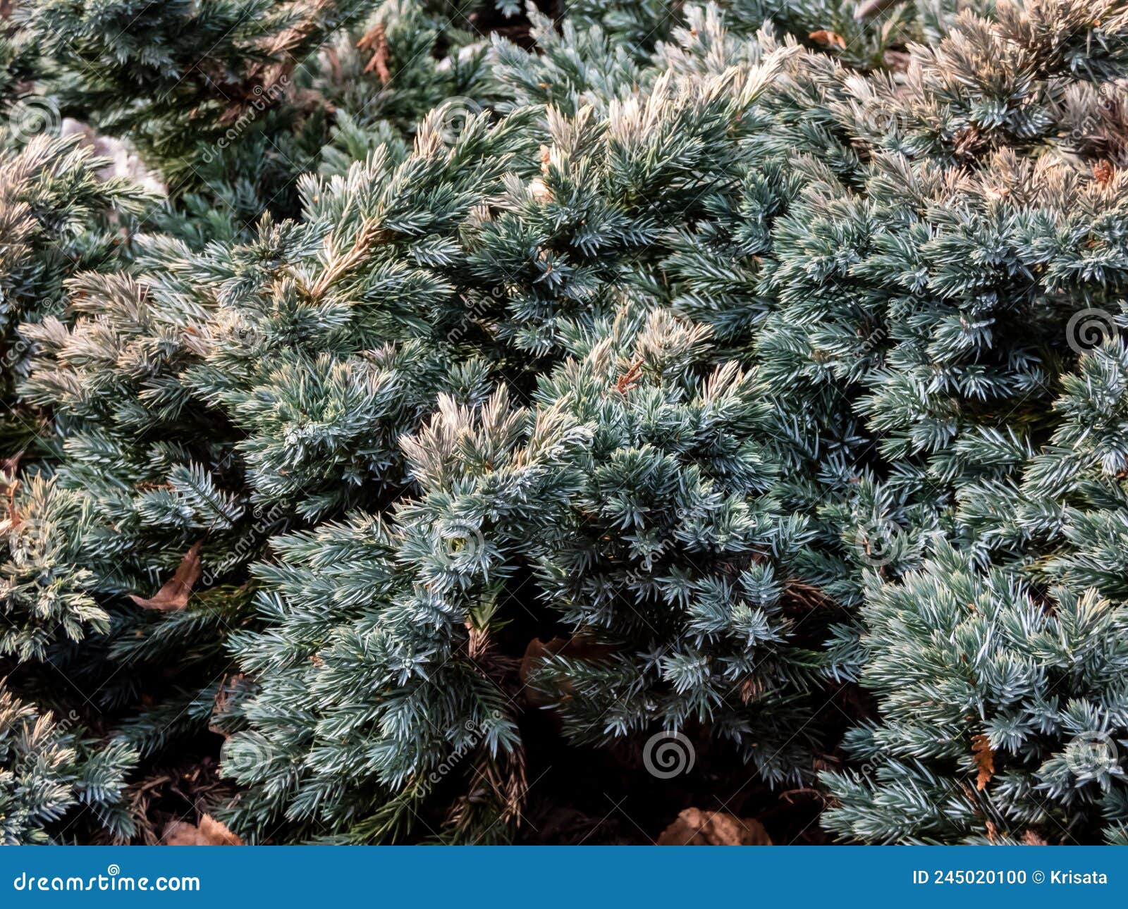 dwarf evergreen shrub  - flaky juniper or singleseed juniper juniperus squamata `blue star` with dense, sparkling silver-blue
