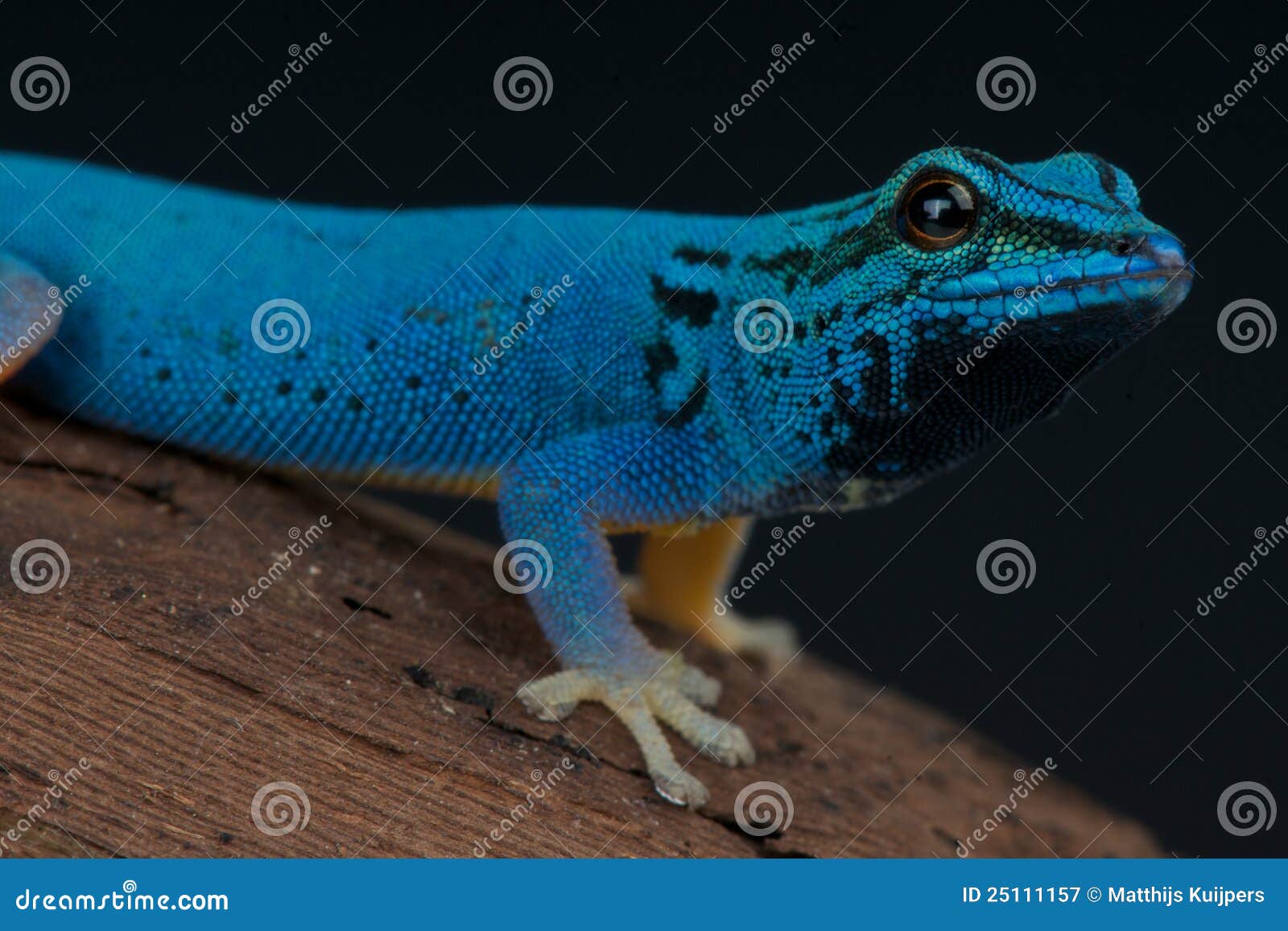 Electric Blue gecko stock image. Image of beautiful, lygodactylus