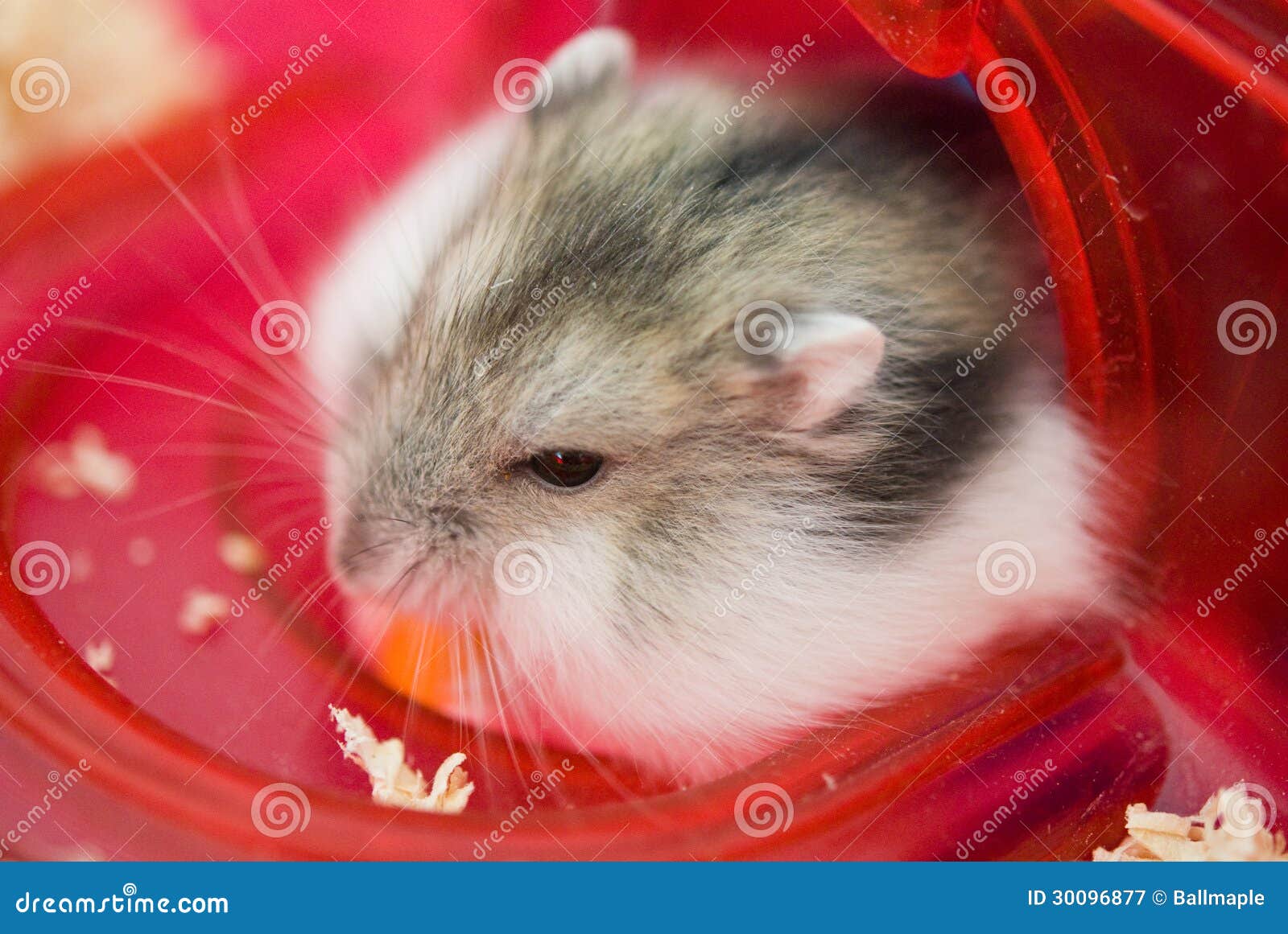 Dwarf Hamster eating corn stock image. Image of hairy 30096877