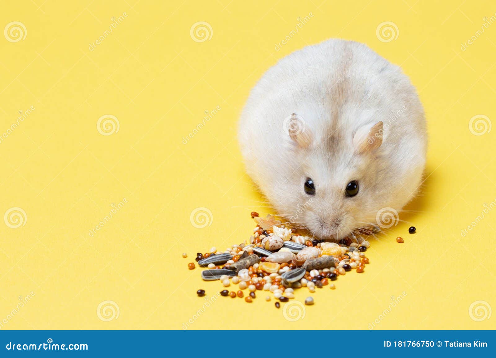 dwarf hamster eating