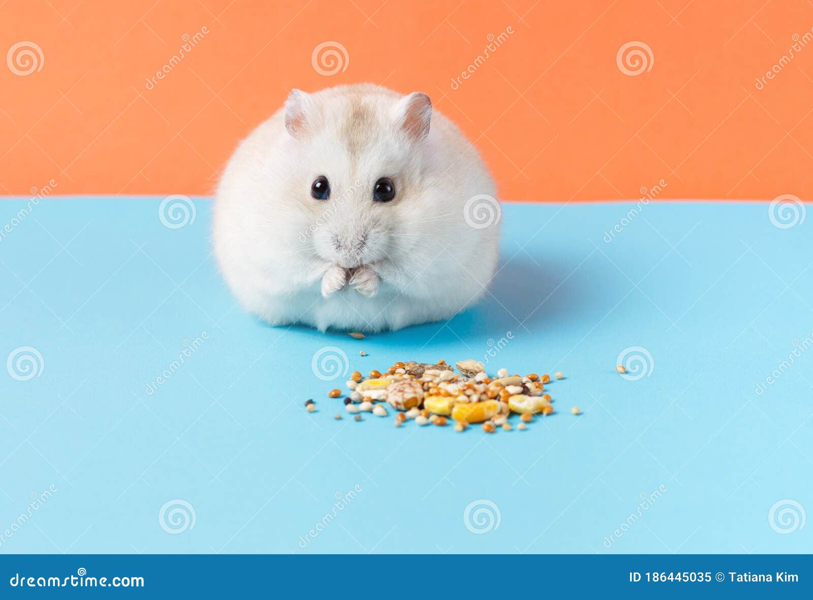 dwarf hamster feeding