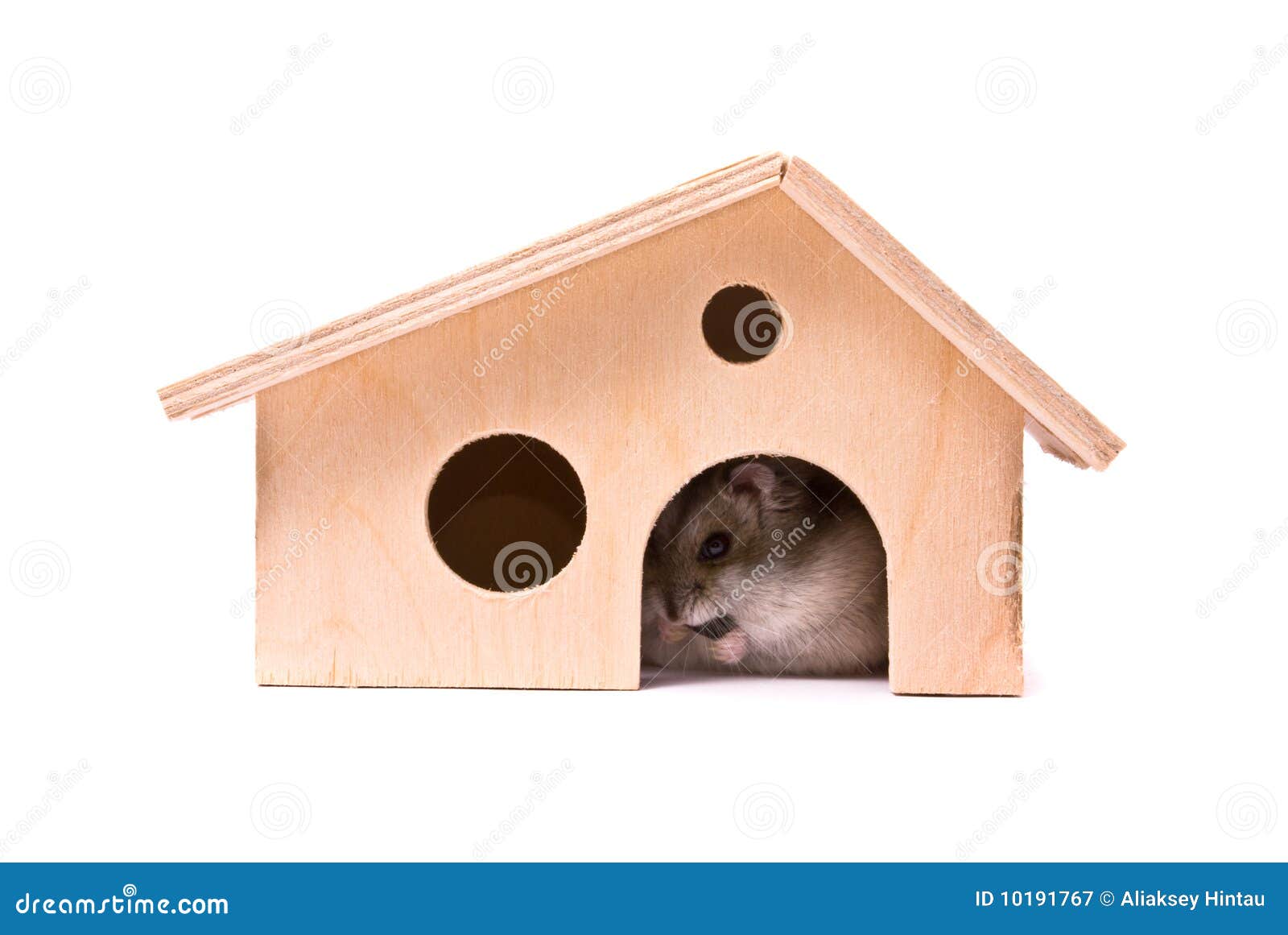 dwarf hamster house