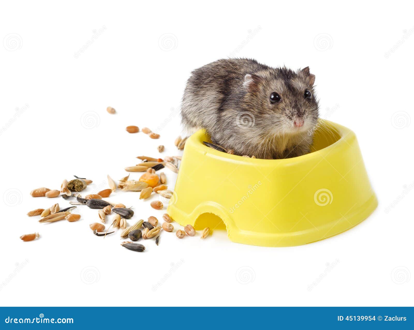 Dwarf Hamster In Yellow Bowl Stock Photo Image 45139954