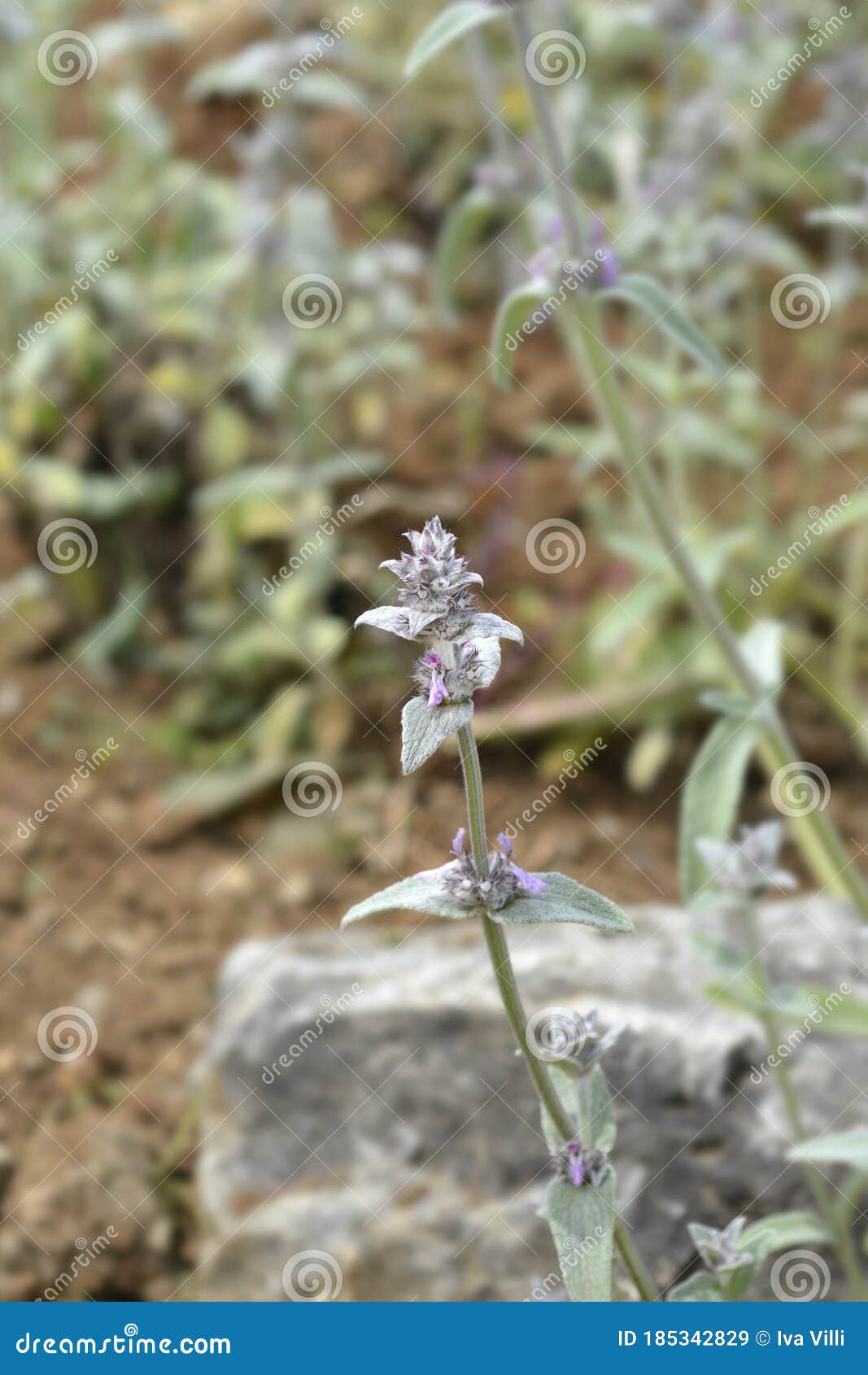 Dwarf Lambs Ears stock image. Image of close, plant 185342829