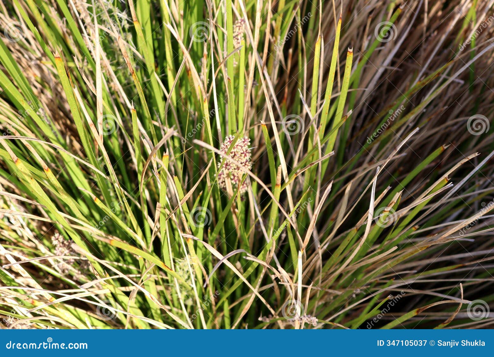 dwarf mat rush (lomandra longifolia 'breeze') growing along the path in australia.