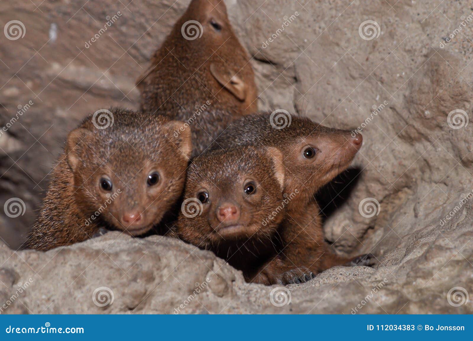 dwarf mongoose helogale parvula a family