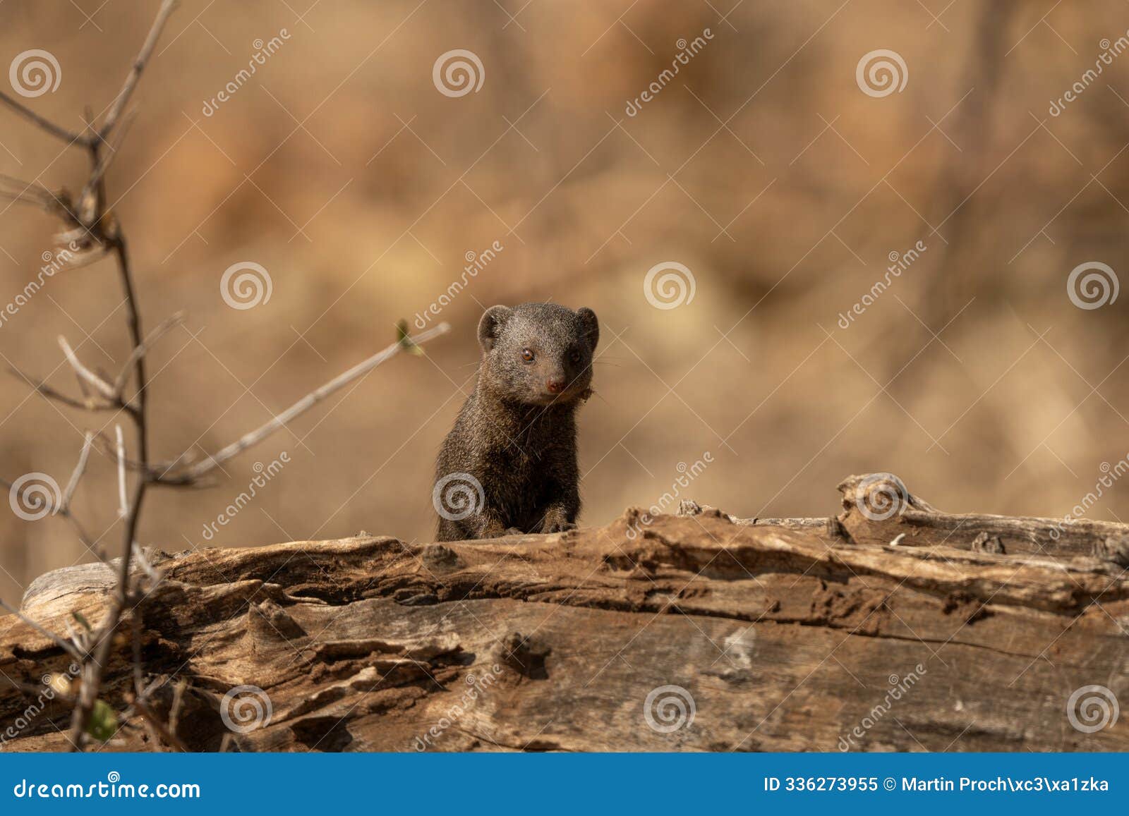 common dwarf mongoose, helogale parvula