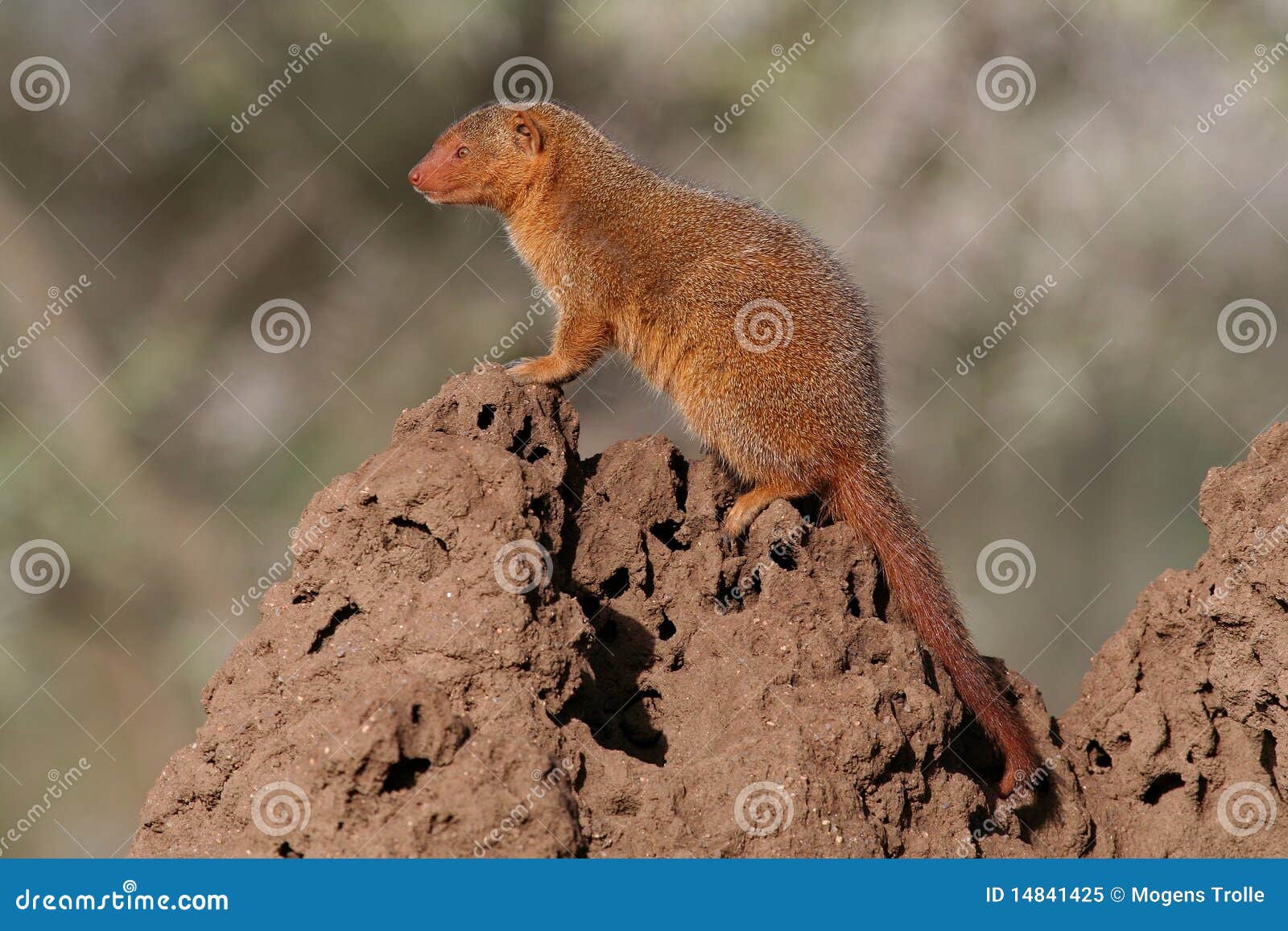 dwarf mongoose sentinel on termite mound