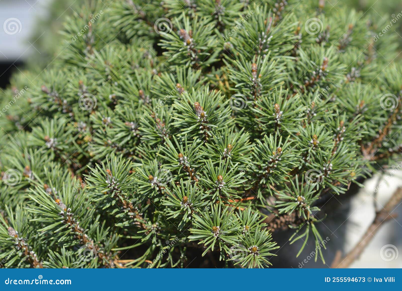 Dwarf mountain pine Mops stock image. Image of pinus 255594673