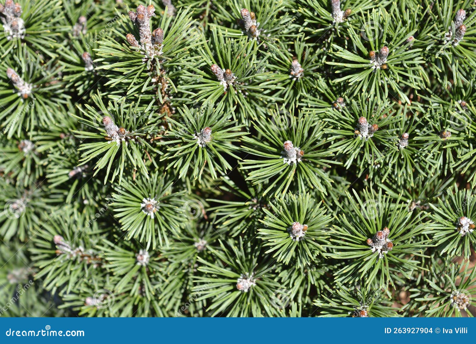 Dwarf mountain pine Mops stock photo. Image of outdoors 263927904