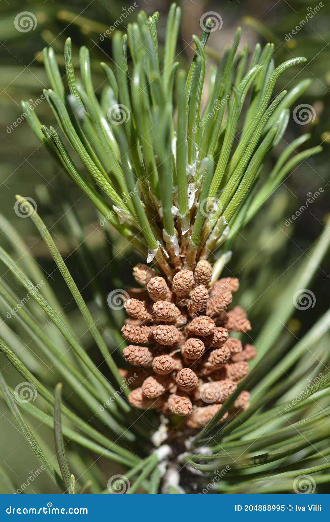 dwarf mountain pine mughus