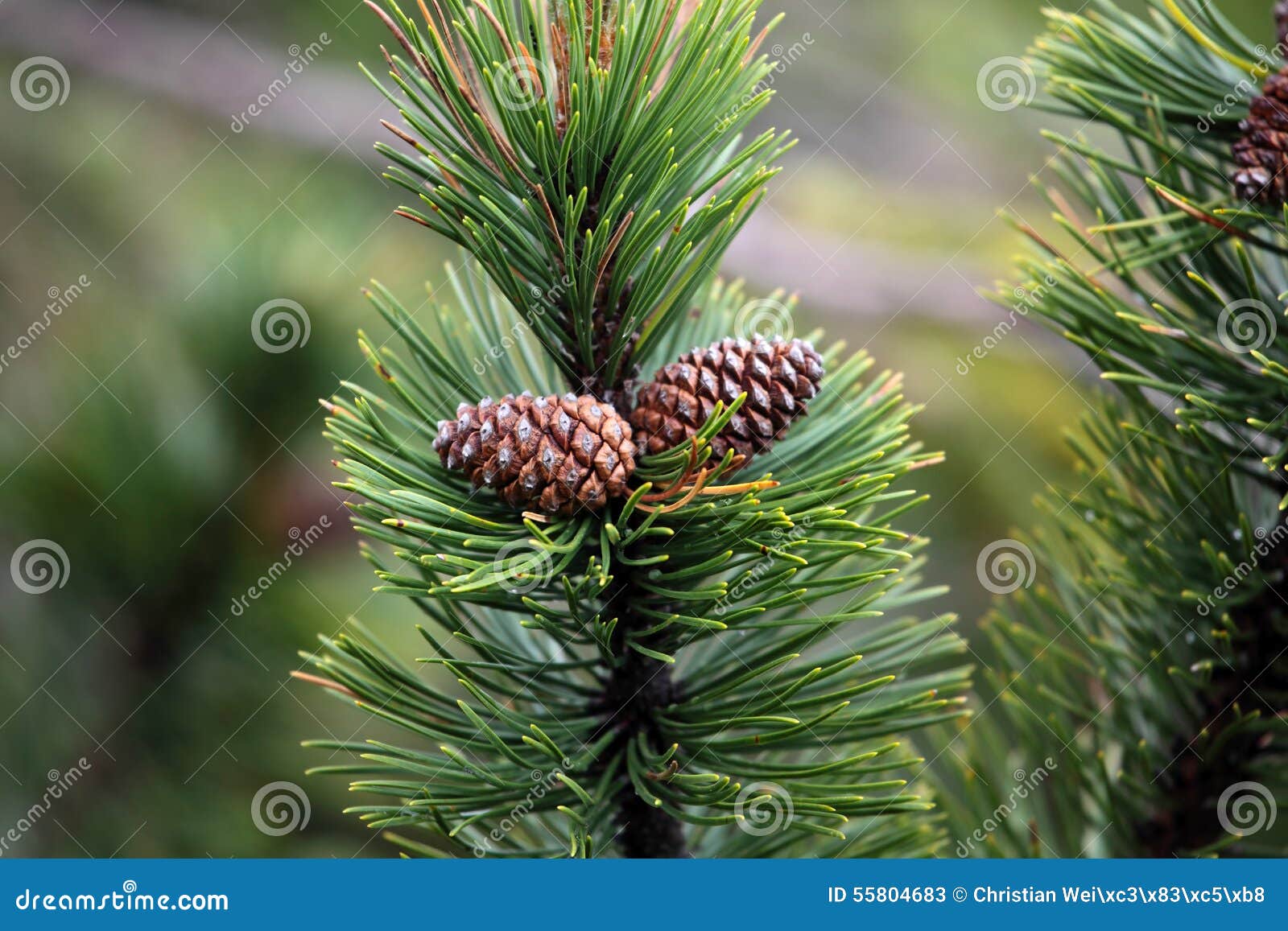 dwarf mountain pine (pinus mugo)