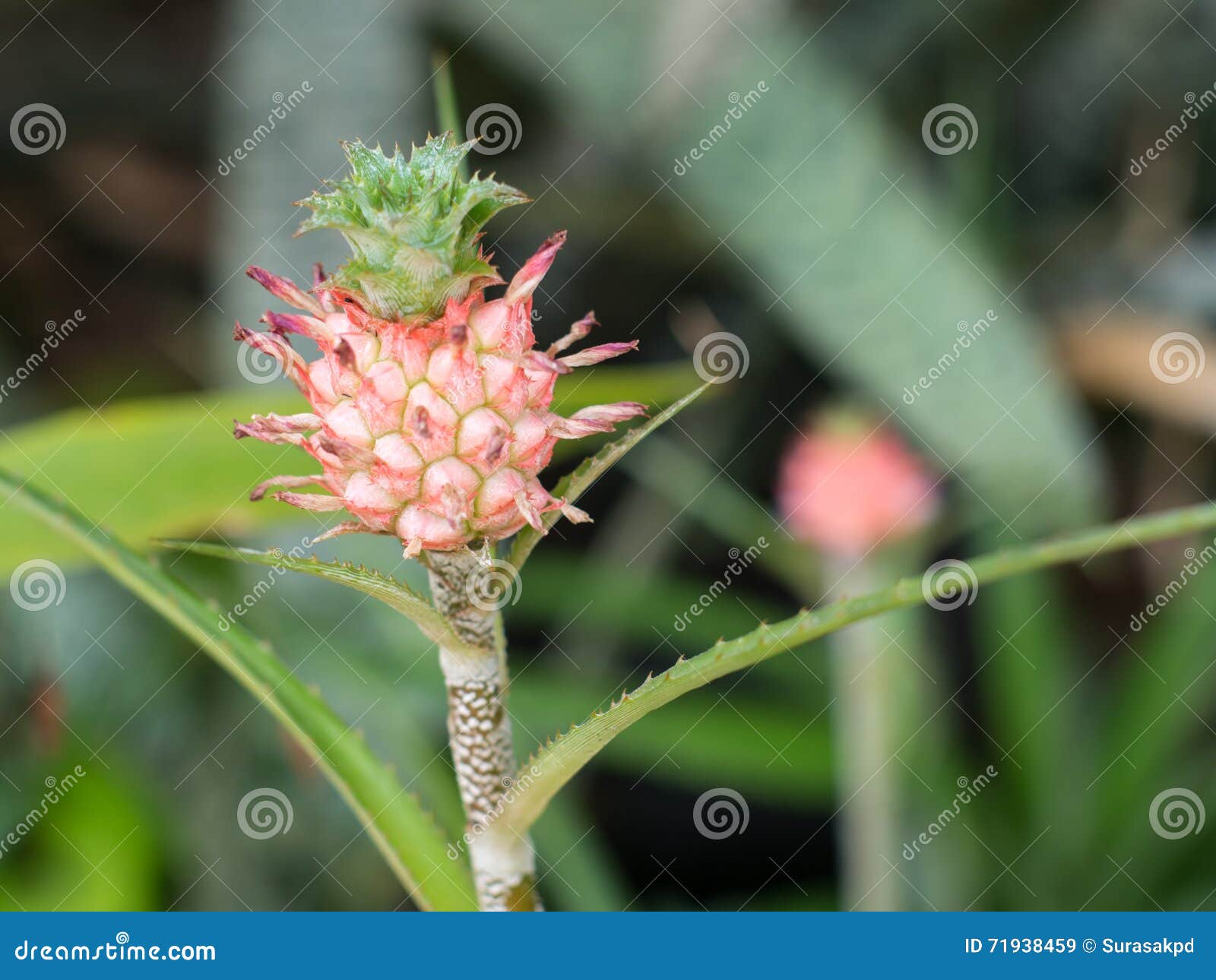 Dwarf pineapple. stock image. Image of tropical, nature 71938459