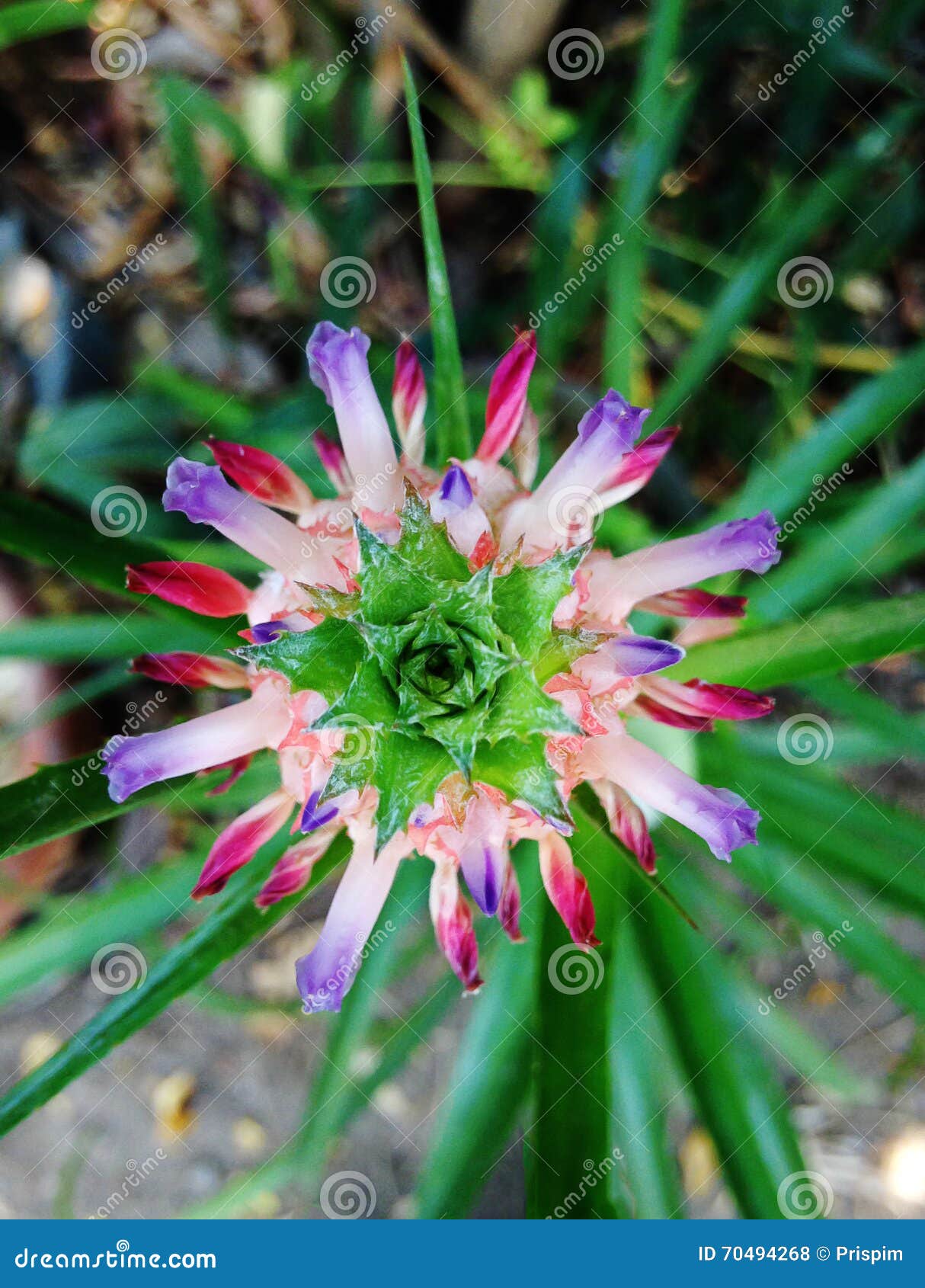 Dwarf pineapple stock photo. Image of beauty, pattern 70494268