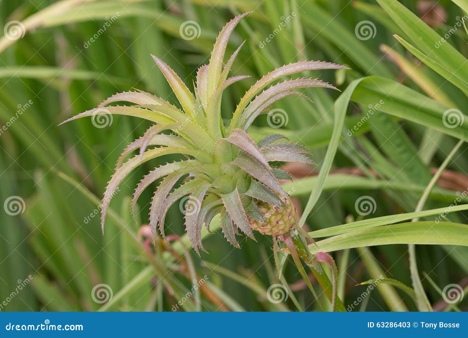 Dwarf Pineapple Plant stock image. Image of ananas, organic 63286403