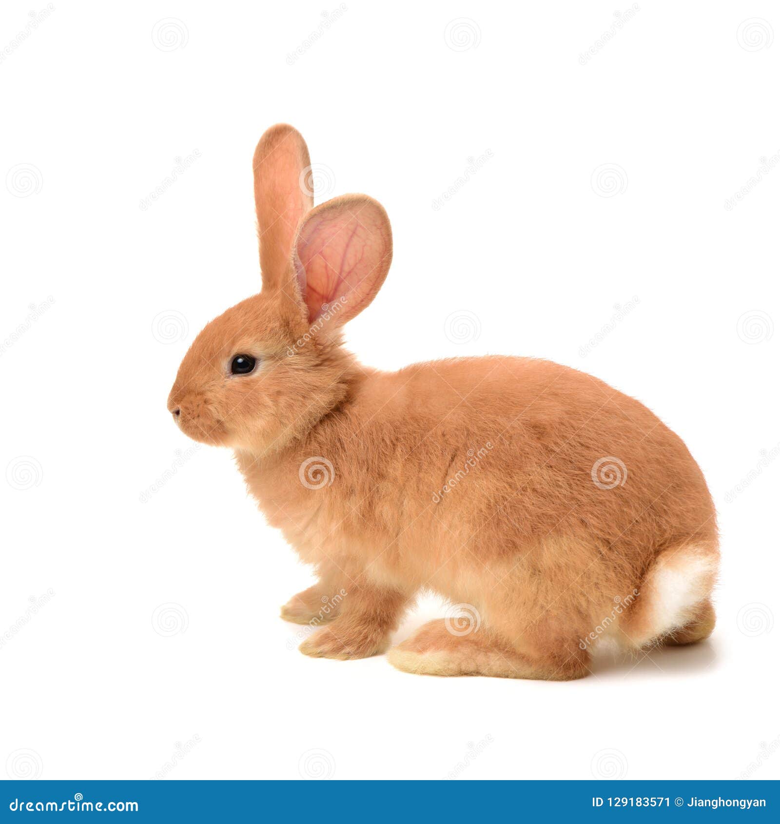 Young Dwarf Rabbit - munching a Parsley leaf Stock Photo - Alamy