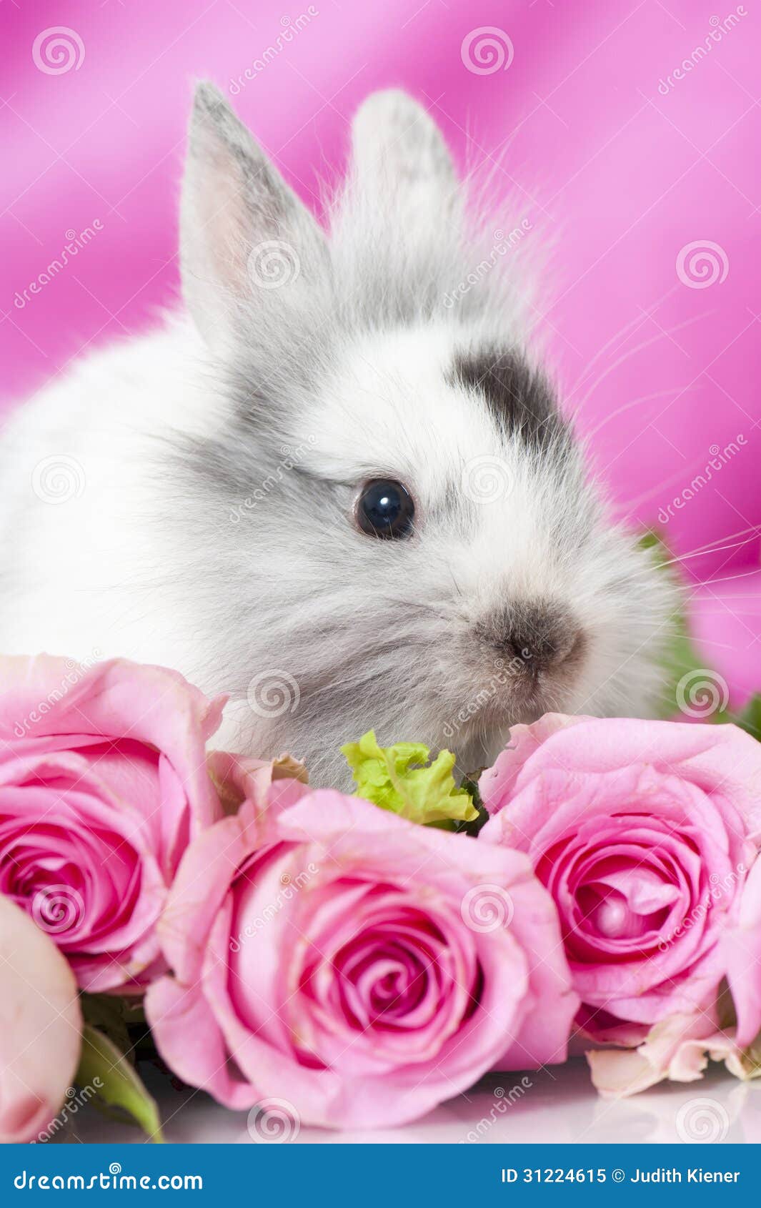 Dwarf rabbit stock image. Image of rose, copy, card, mammal 31224615