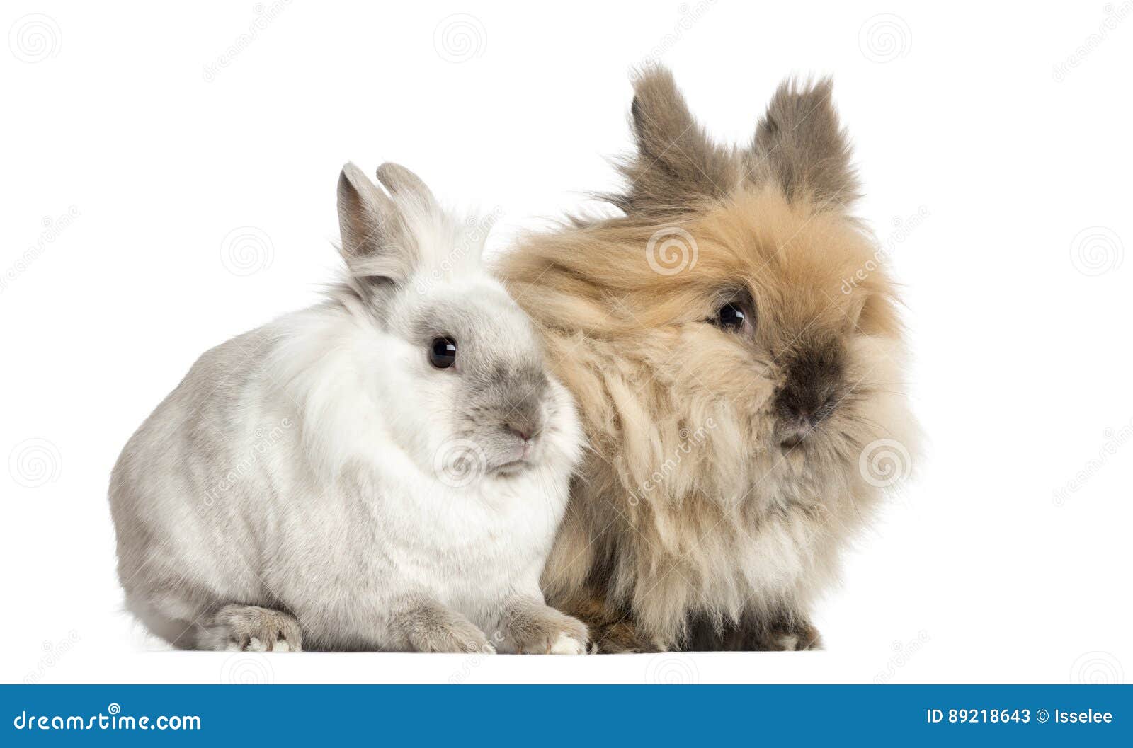 Dwarf Rabbits, 2 Years Old, Isolated Stock Image Image of isolated